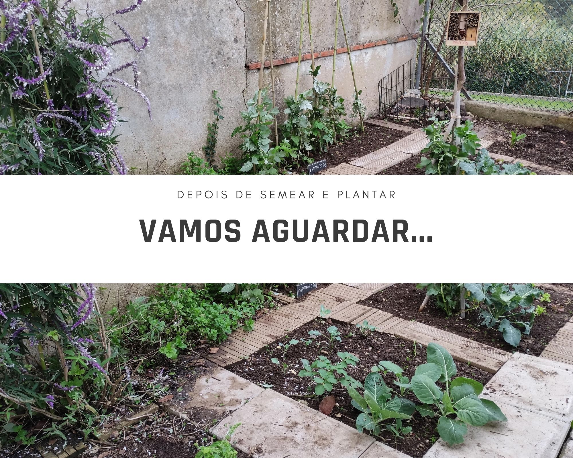 O DESCANSO DA HORTA

Depois de semear e plantar, vamos aguardar!