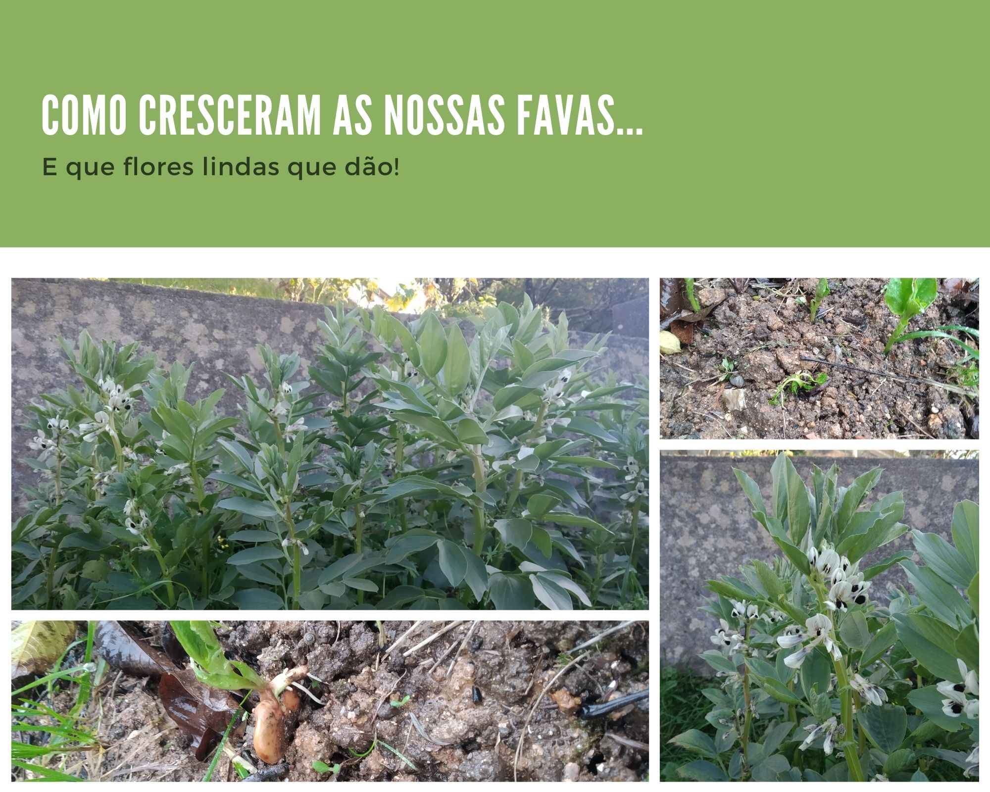 AS NOSSAS FAVAS

Como cresceram e que flores lindas que dão!