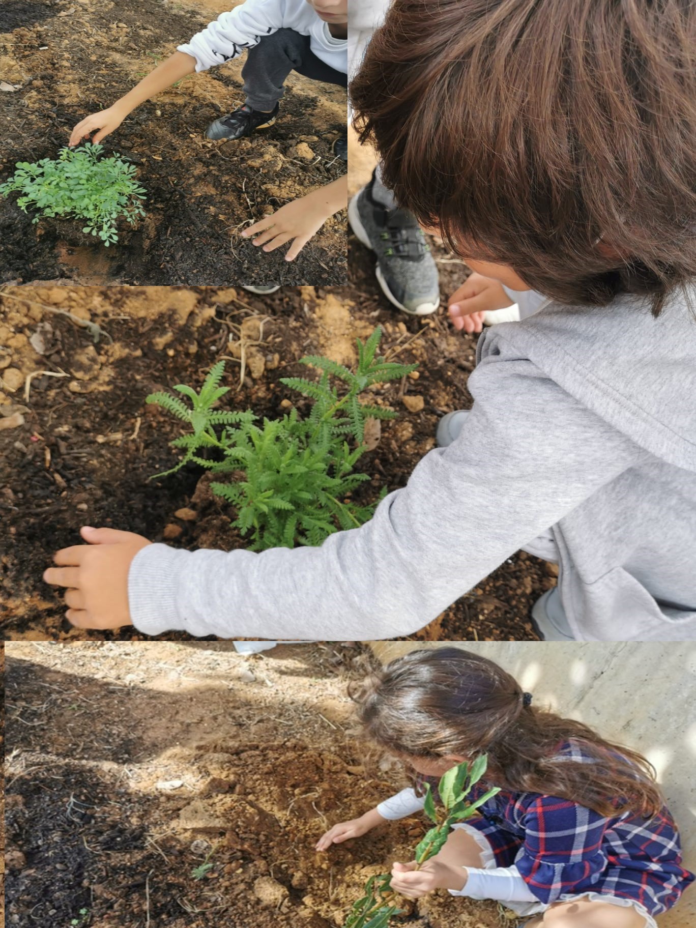 Início das plantações
