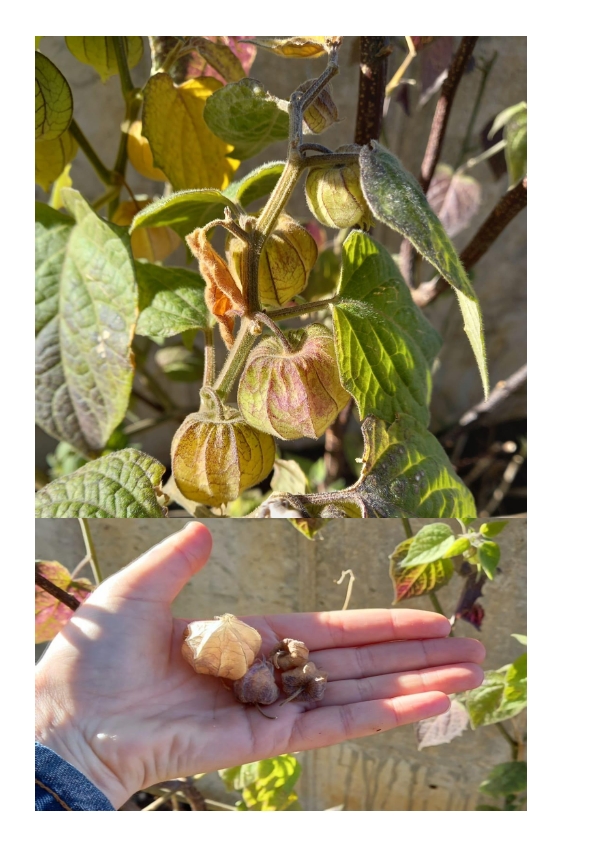 A nossa Physalis já deu fruto.