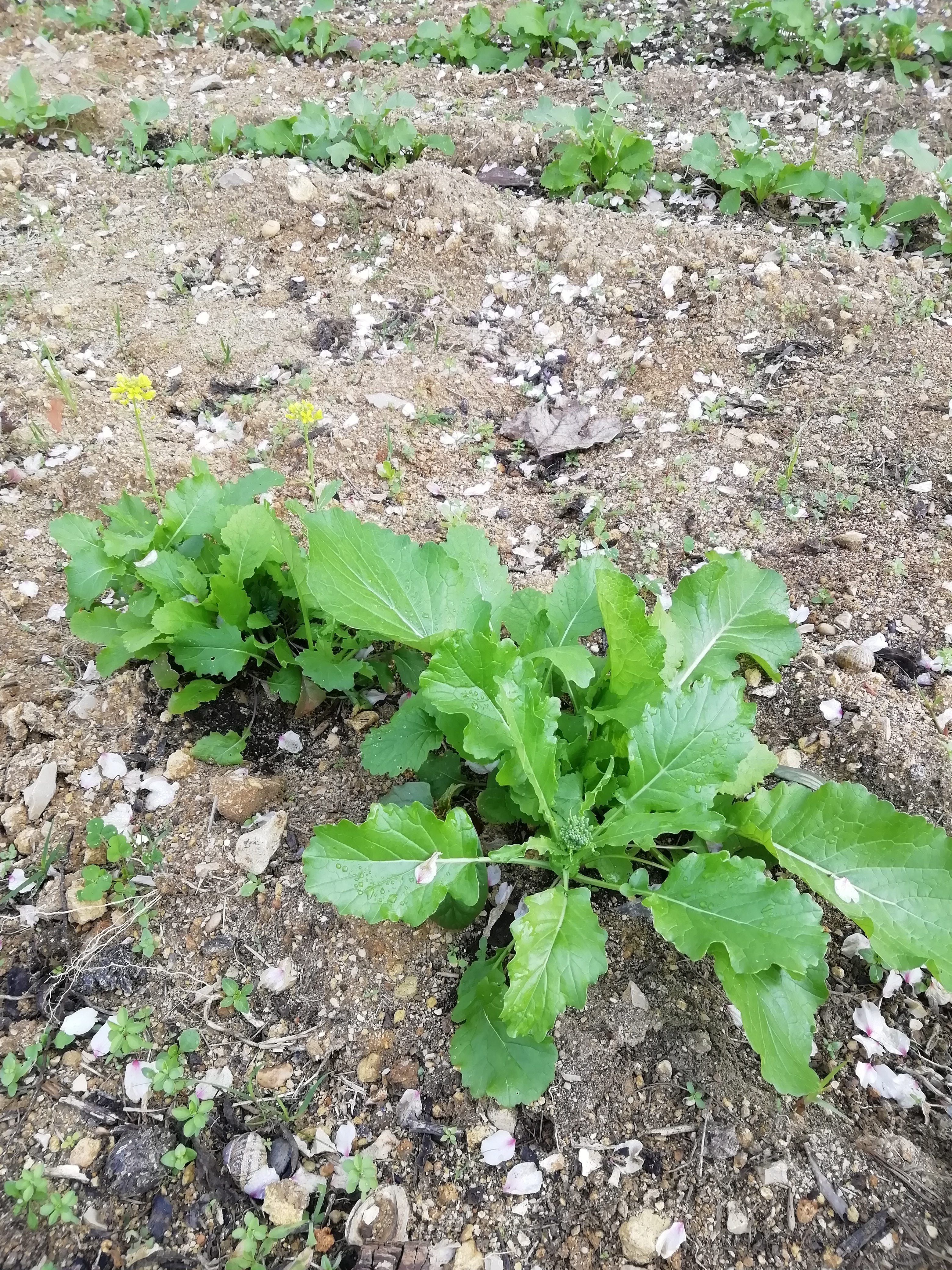 A nossa nabiça a crescer!