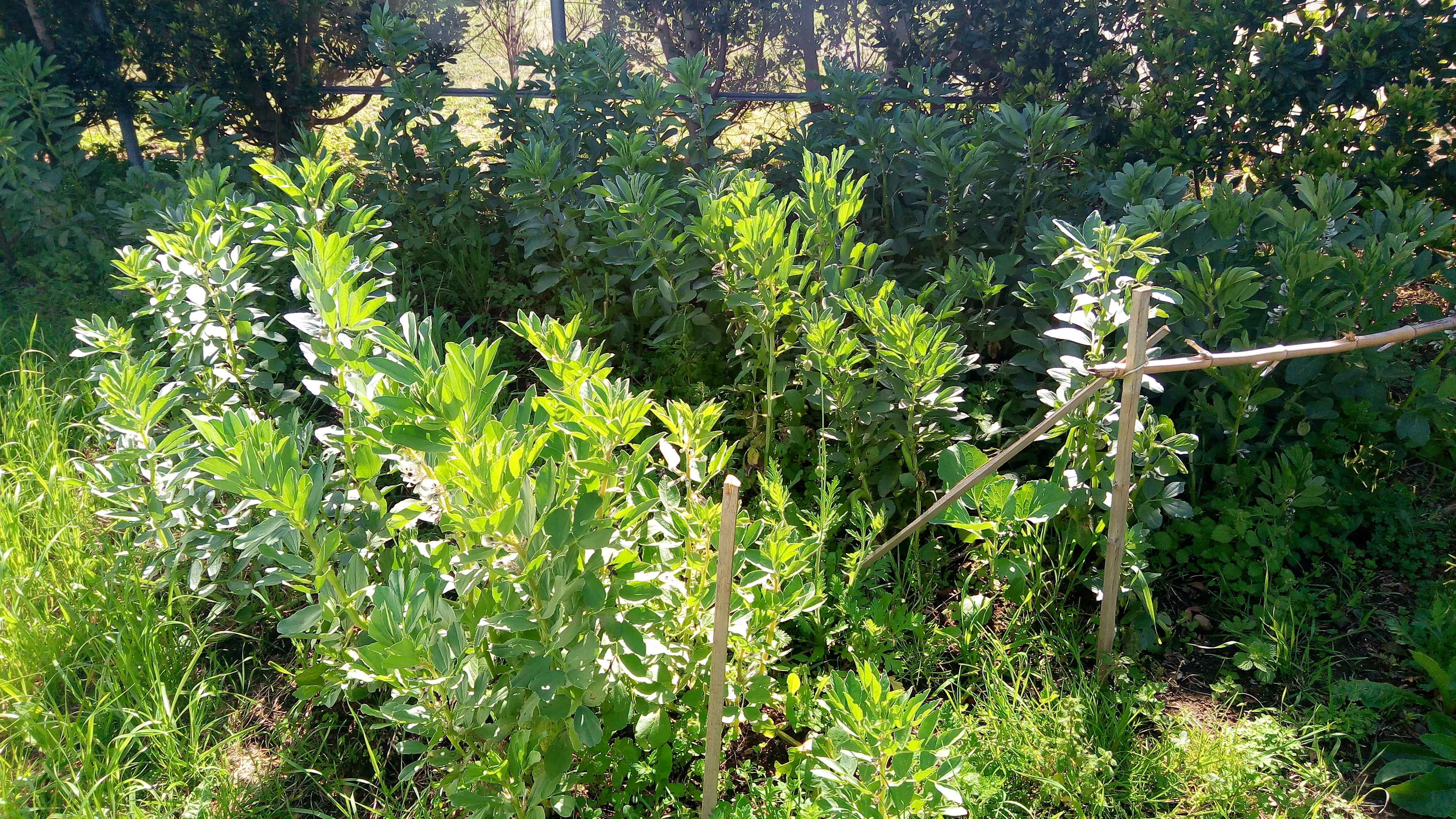 Favas "Vicia faba" em crescimento.