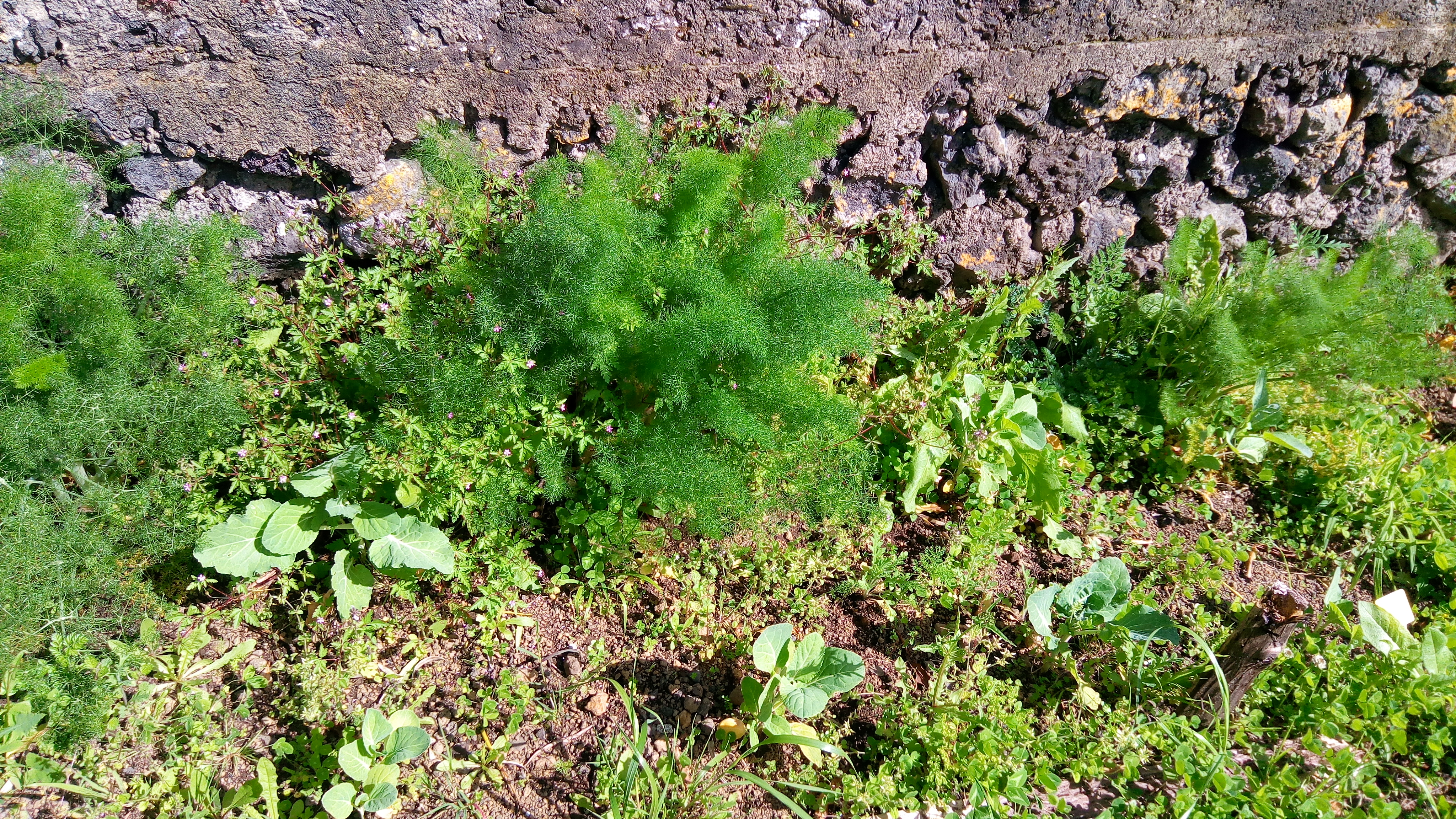 Plantio de funcho "Foeniculum vulgare" e couves "Brassica oleracea".
