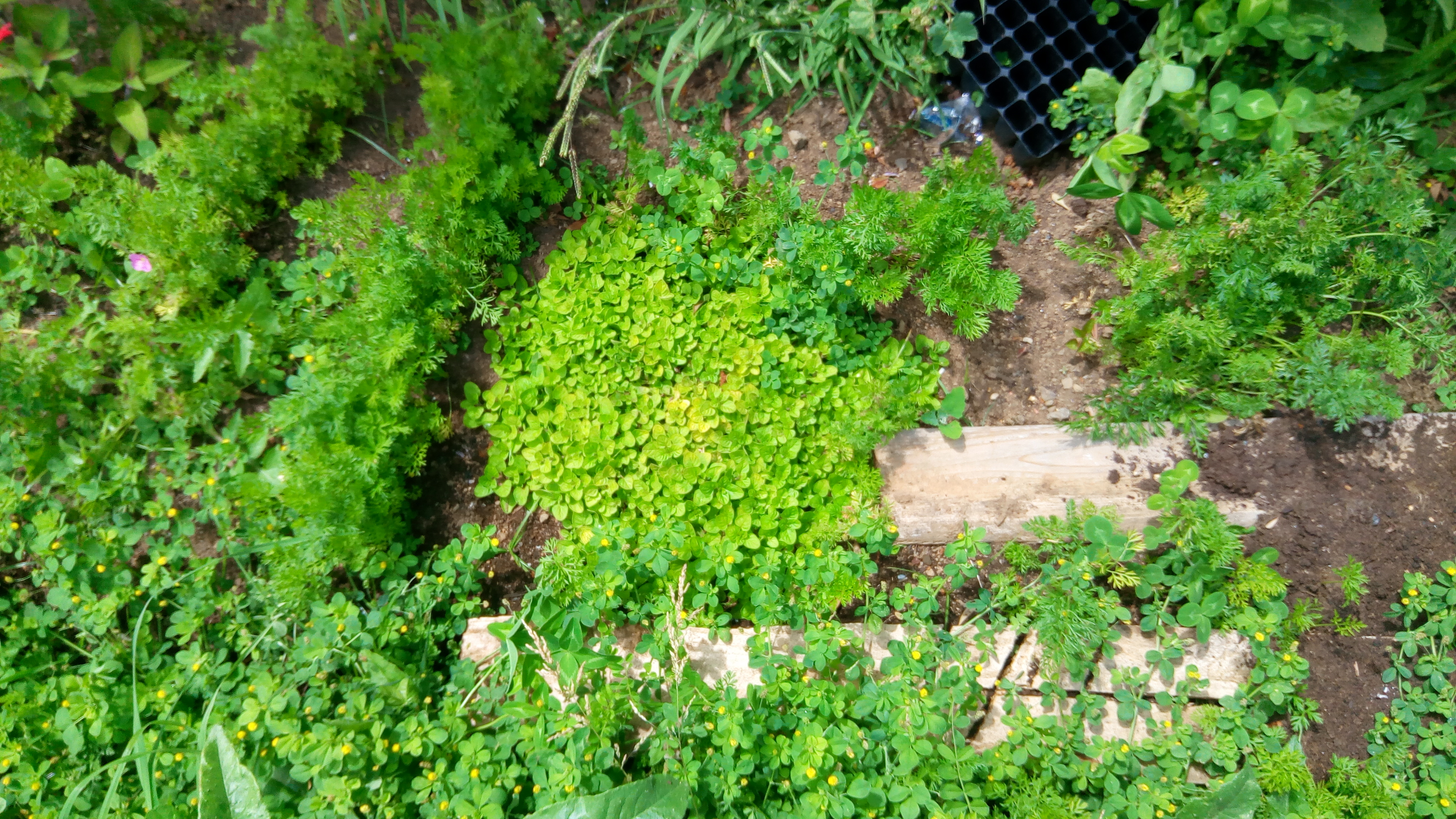Cultura de cenouras, "Daucus carota subsp. sativus".