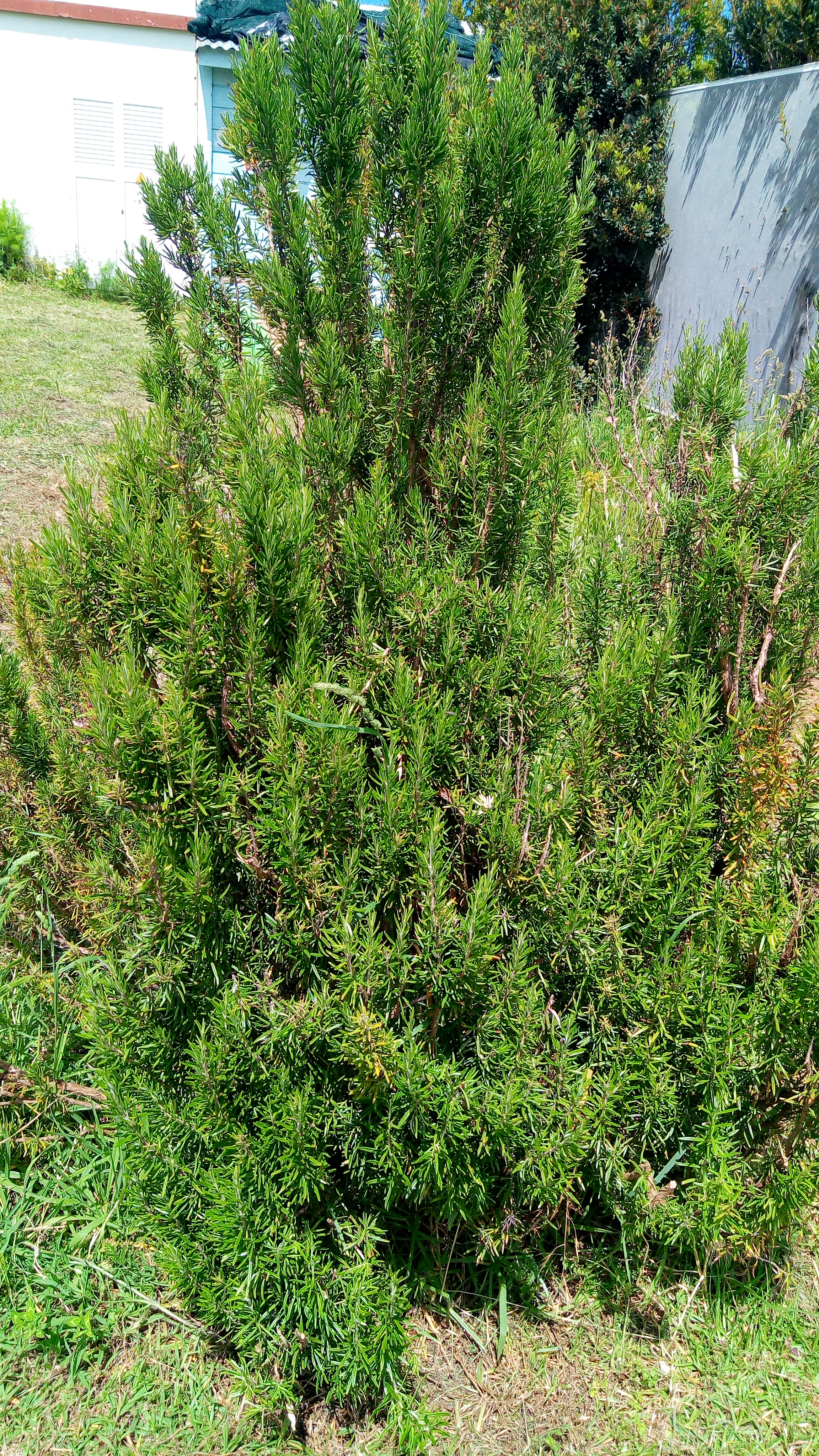 Planta aromática, utilizada para fazer chá na escola, alecrim, "Salvia rosmarinus".