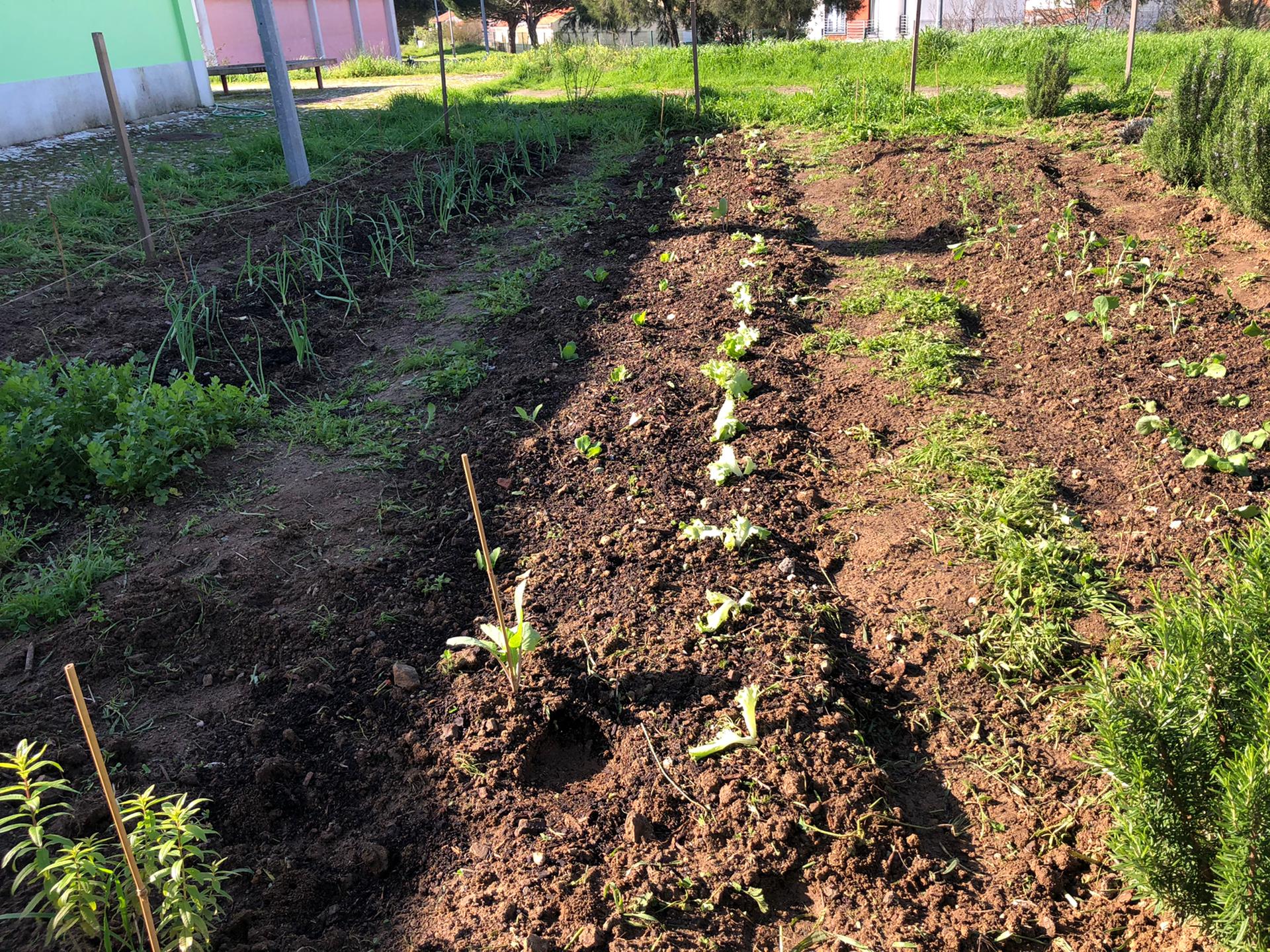 Plantação alface, couves diversas espinafres cenouras e rabanetes