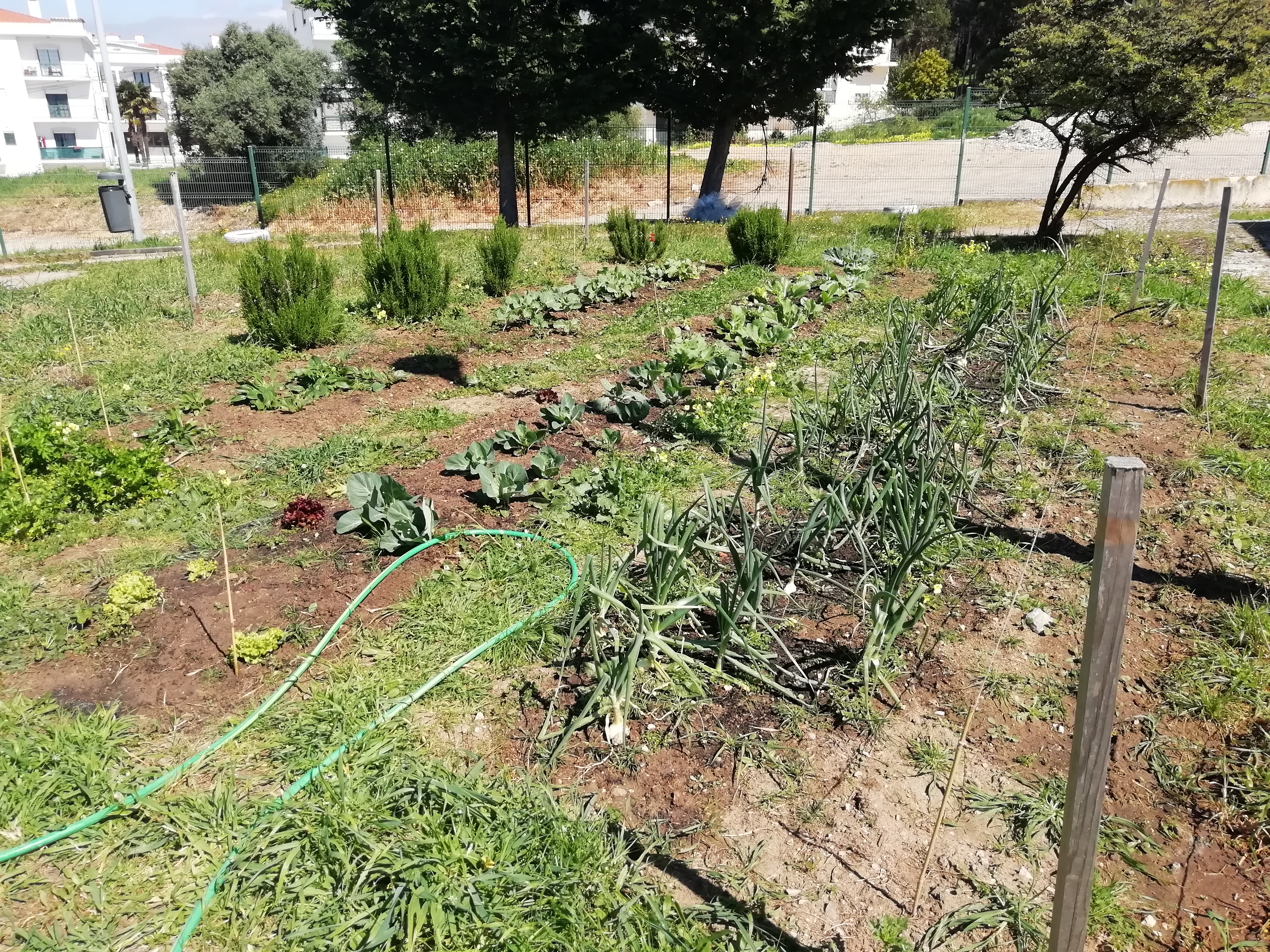 Horta em 23 de Março