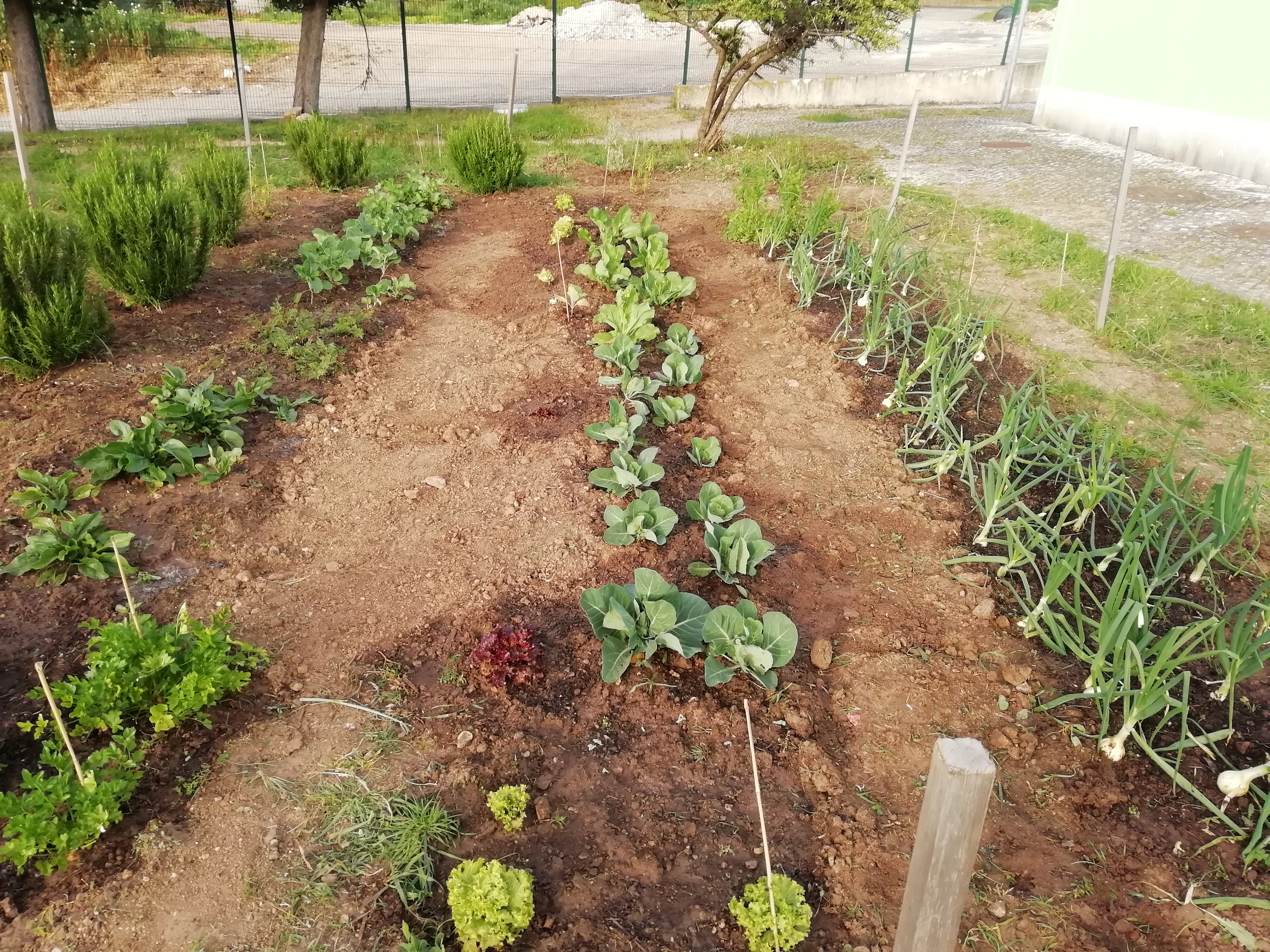 Horta em 26 de Março