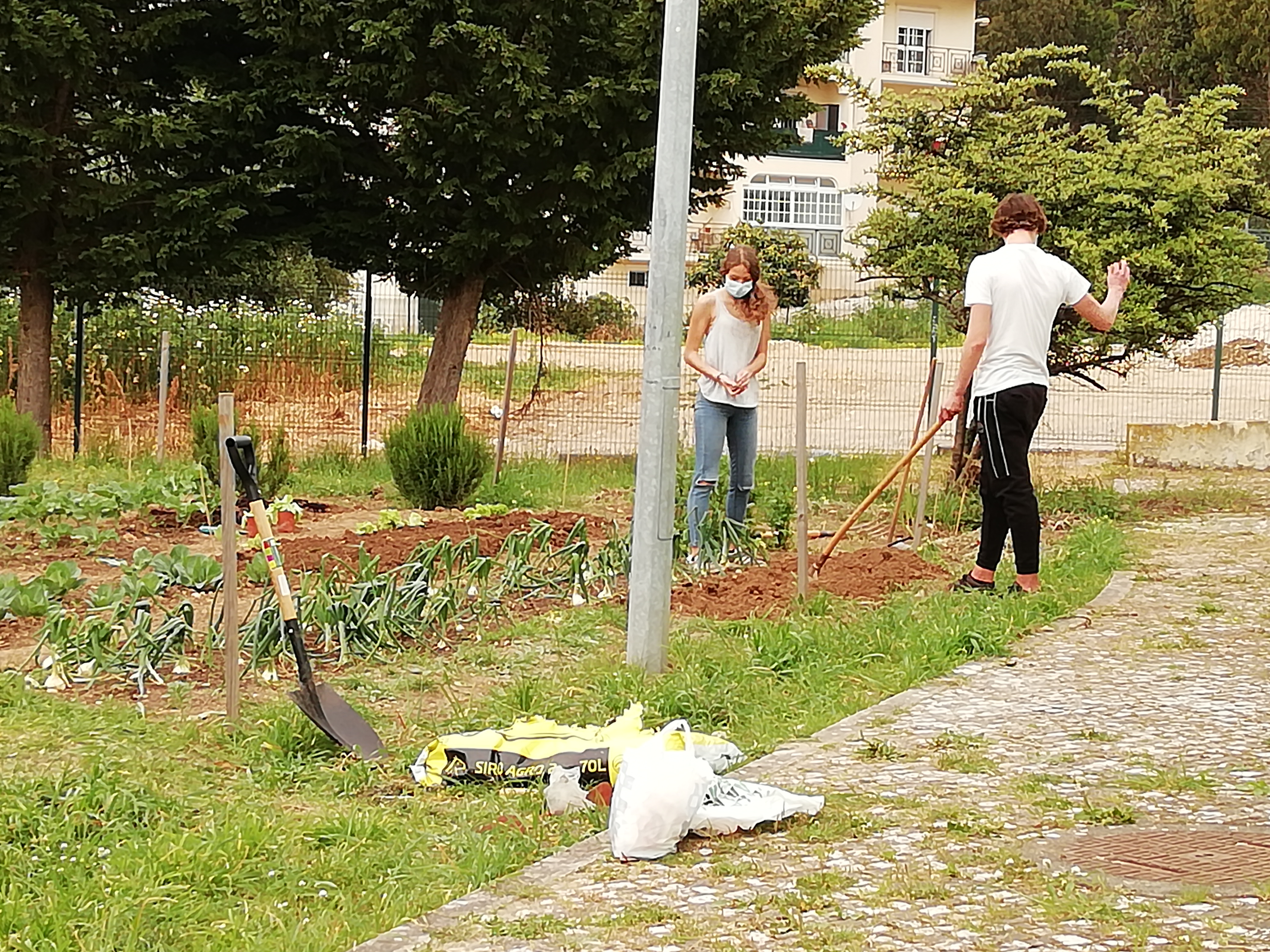 Fertilização e 3ª plantação tomateiros, sementeira de feijoeiros e abóboras