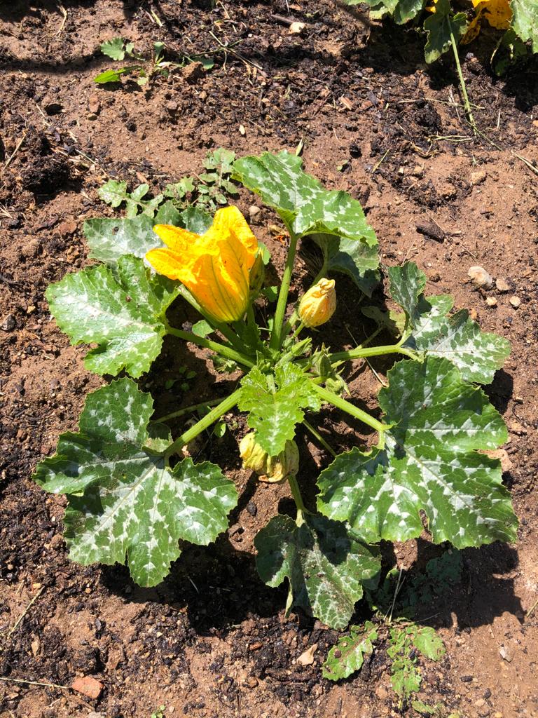 Courgetes em flor