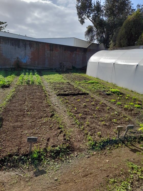 Horta pedagógica. Canteiros com feijão, favas e rabanetes já semeados, mas ainda não germinados.