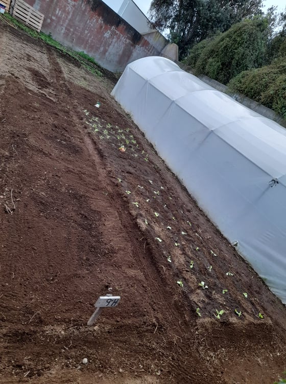 Horta pedagógica. Fase inicial - Realização de canteiros e plantação de alface e alho em consociação e mistura de salada asiática.