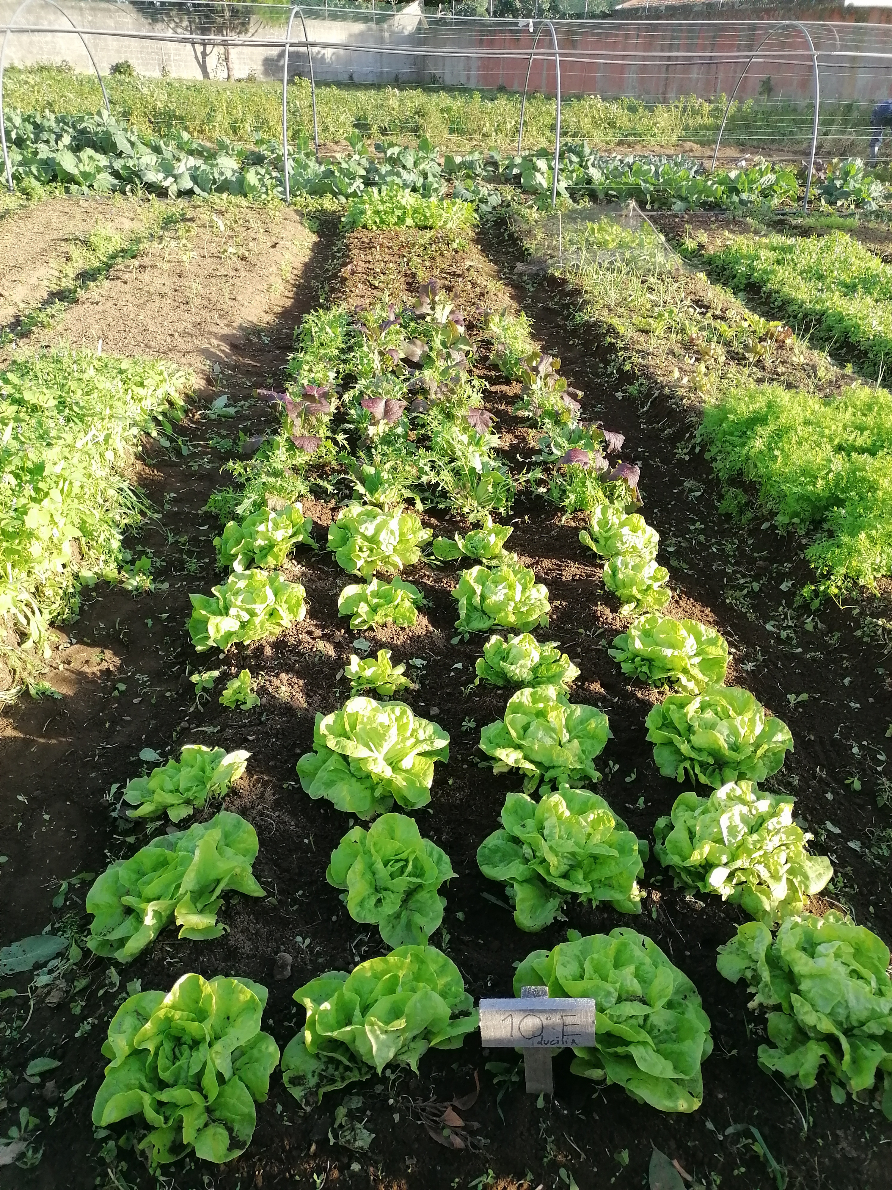 Canteiro de turma do curso profissional de Jardinagem e espaços verdes.
Nesta fotografia podemos ver a cultura de alface.