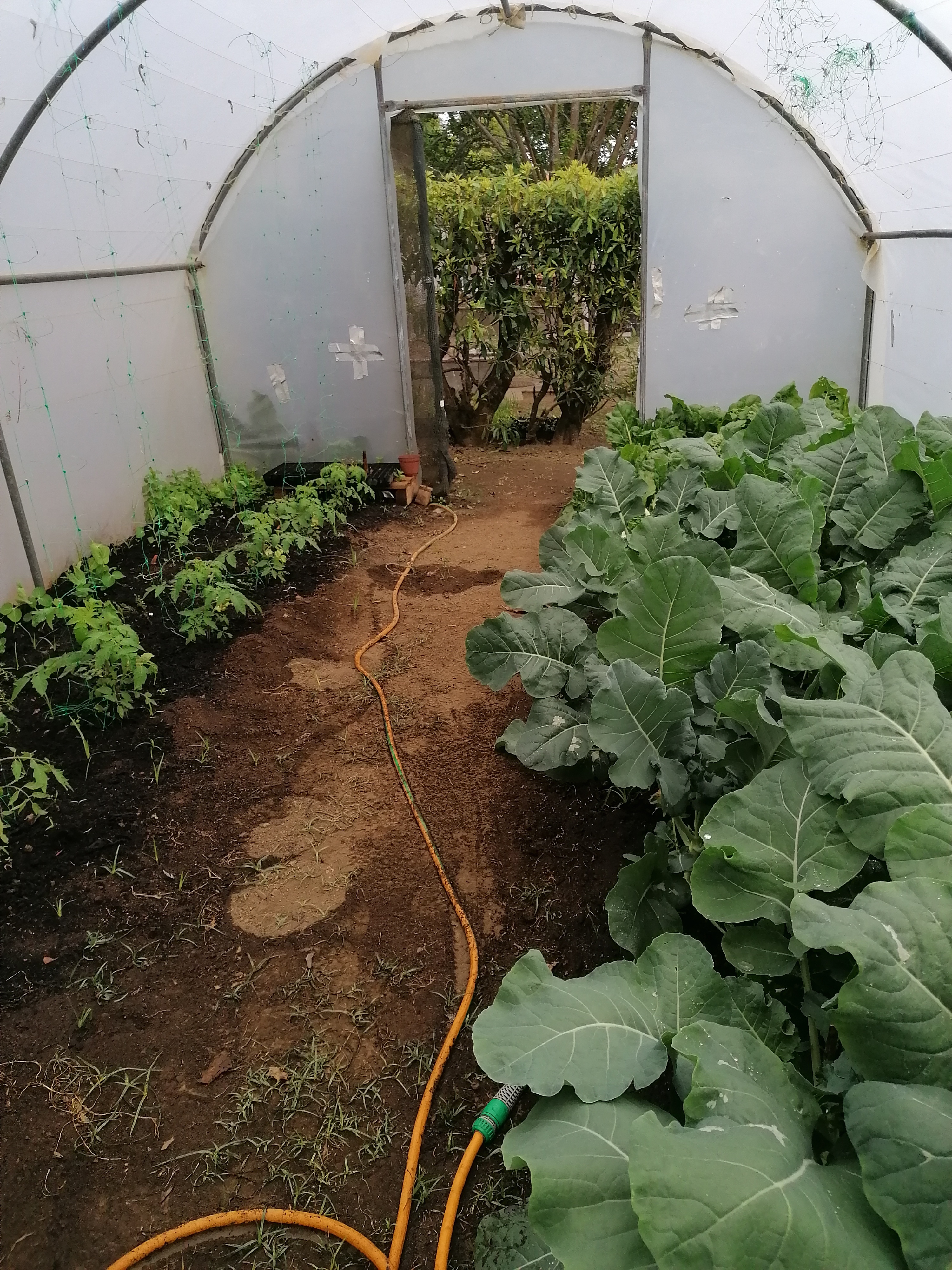 Estufa em tempos de confinamento (manutenção feita pelos docentes do grupo de ciências agropecuárias).