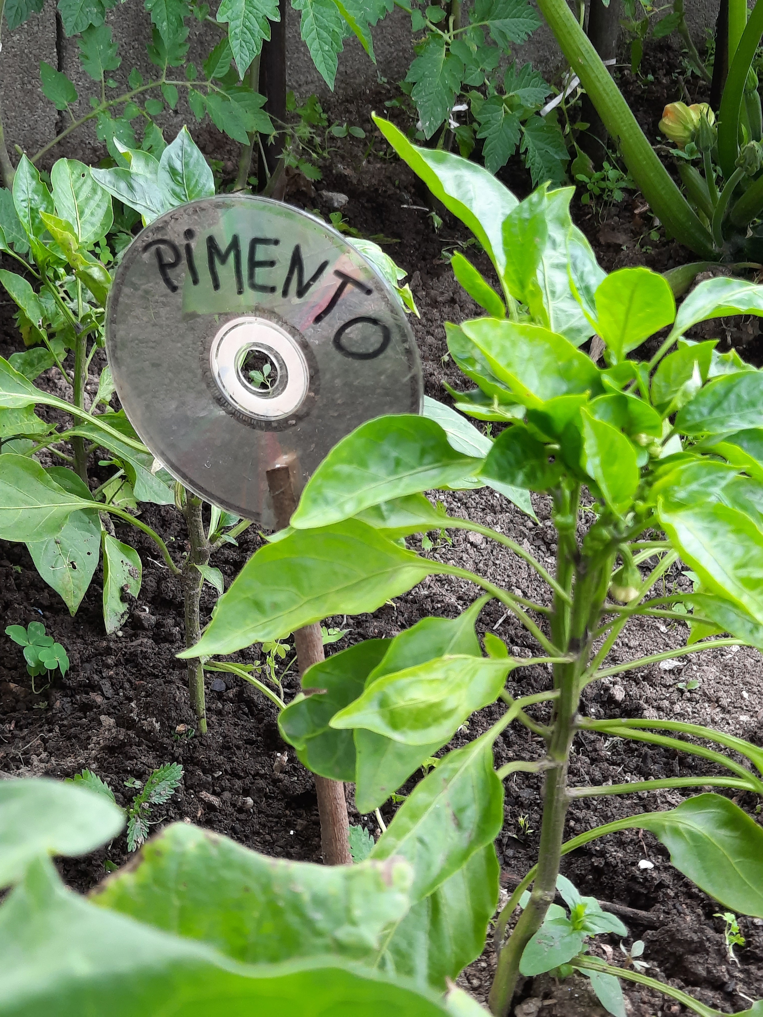 Pimentos