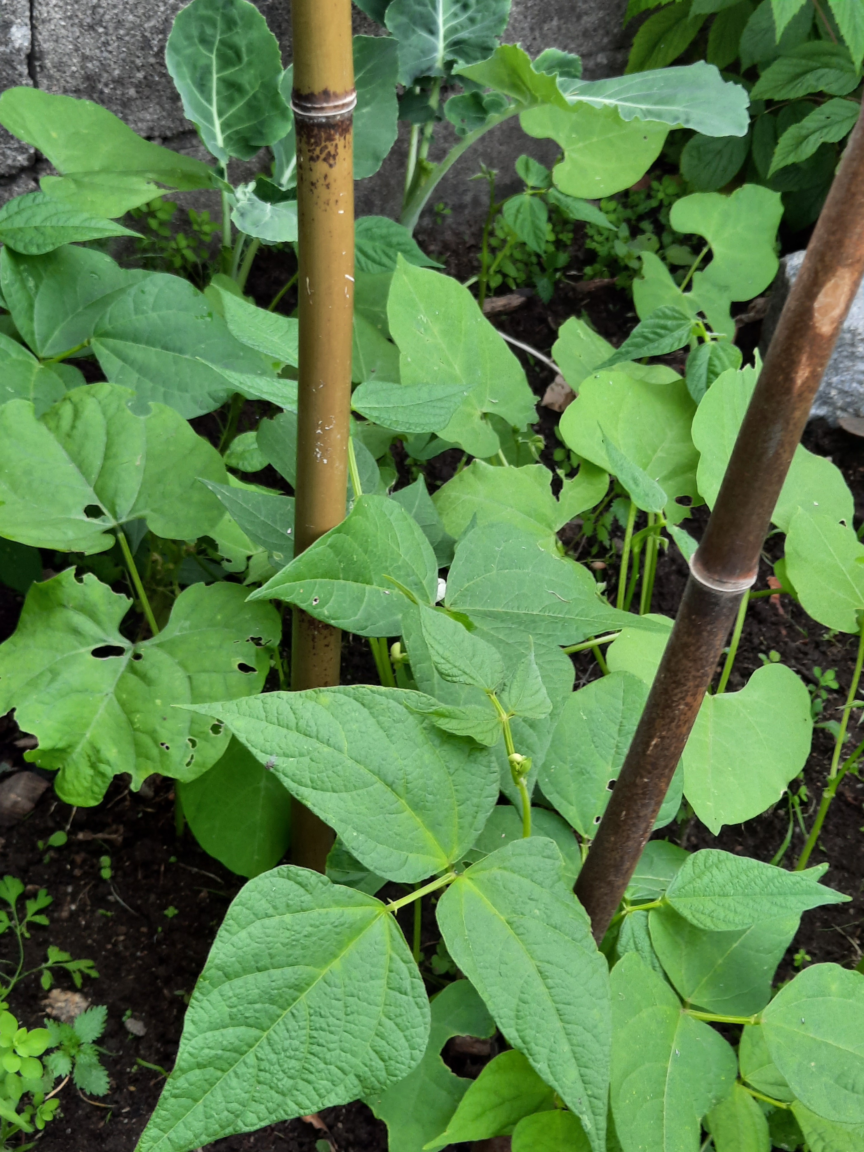 Feijoeiros