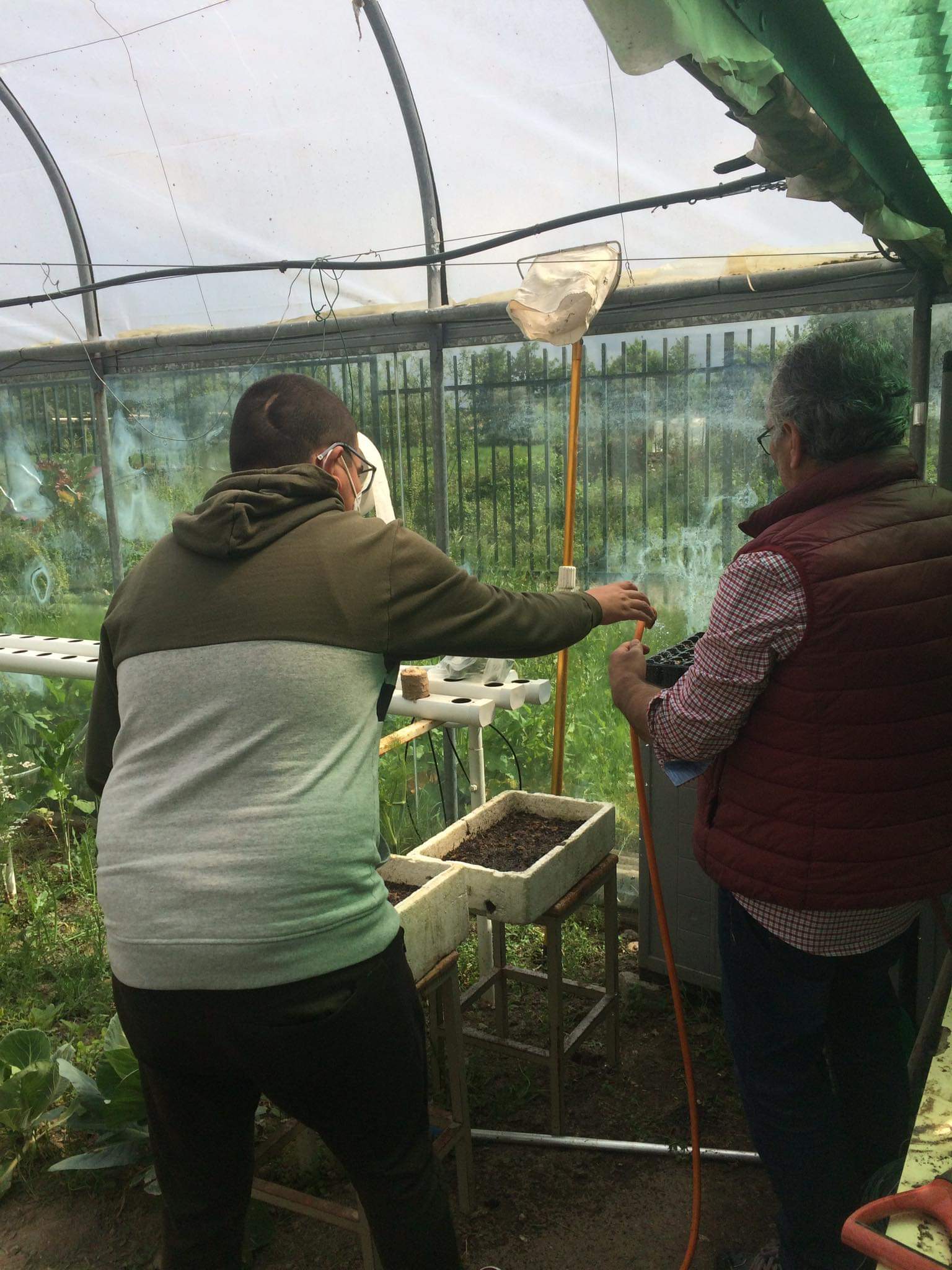 Cuidados de manutenção das sementeiras de tomateiros e pimenteiros na estufa por aluno do CAAp (rega).