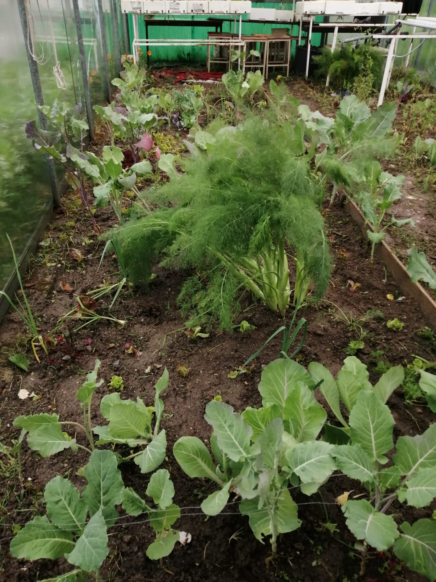 Plantas já desenvolvidas, prontas a serem utilizadas na cantina escolar (couves, alfaces, cenouras, cebola,...)