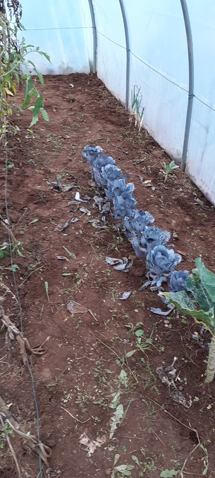 limpeza do terreno à volta da couve roxa