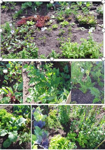 Os produtos hortícolas crescem.