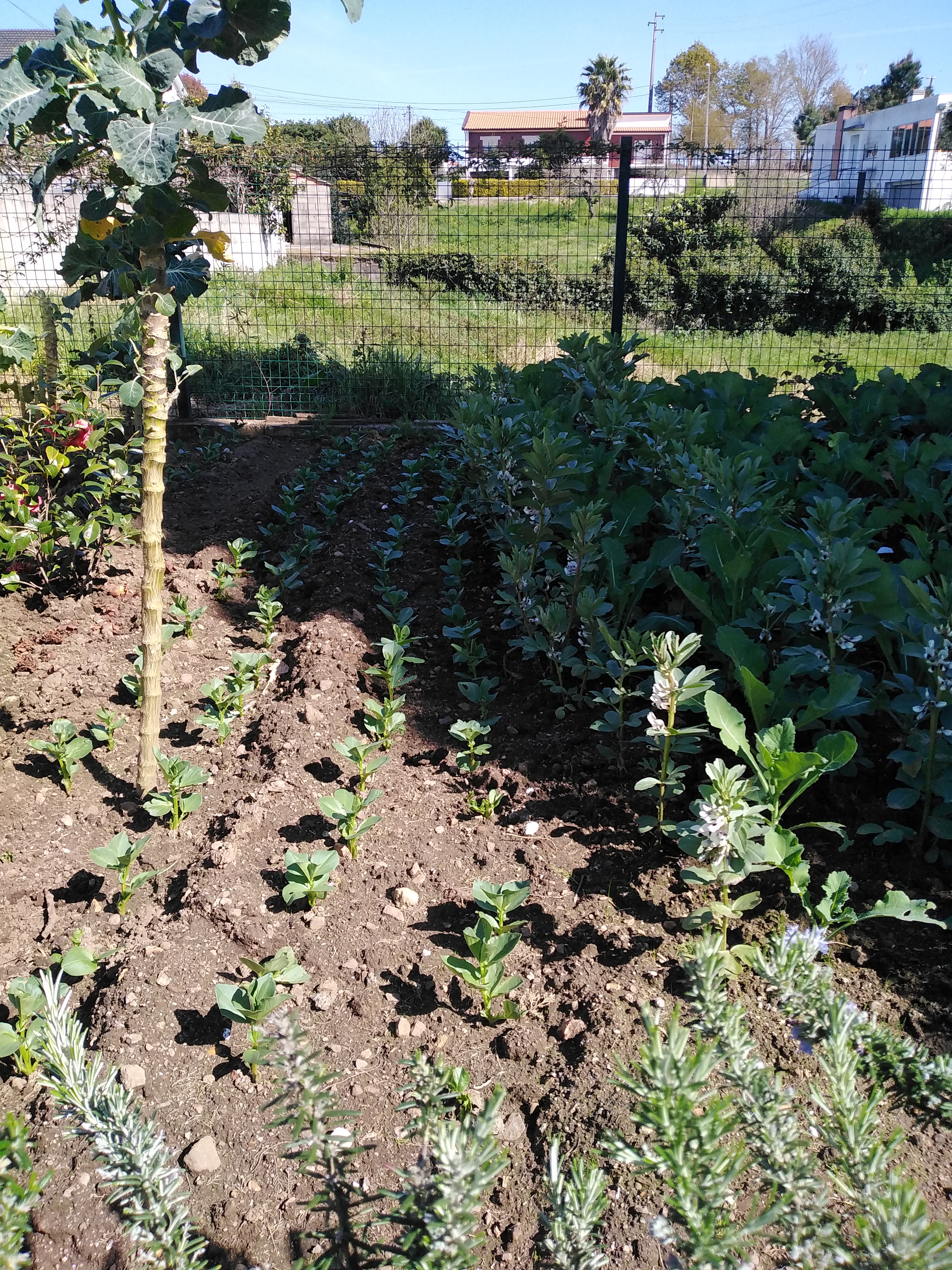 As favas estão a ficar bonitas