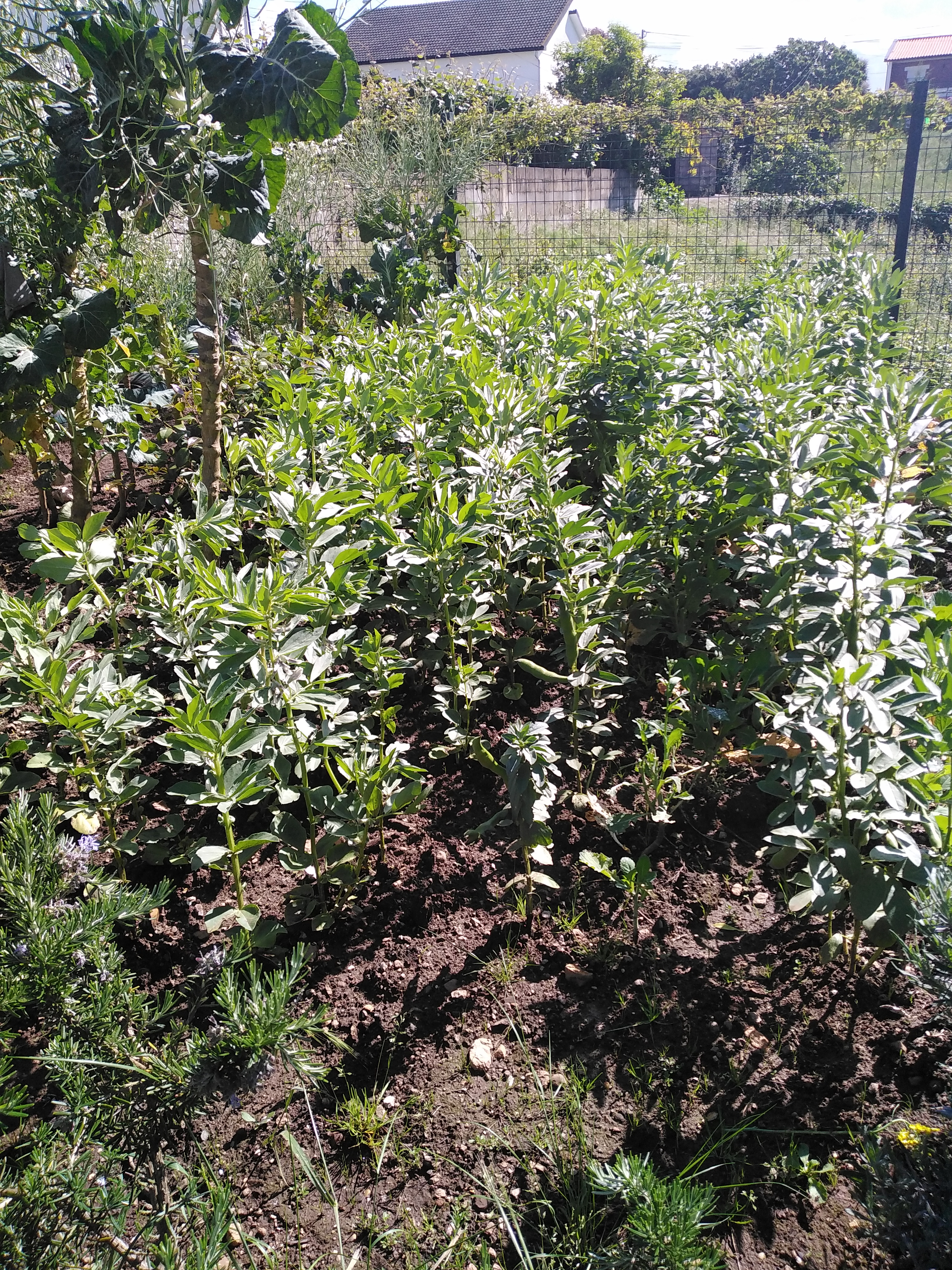 As favas estão a ficar grandes