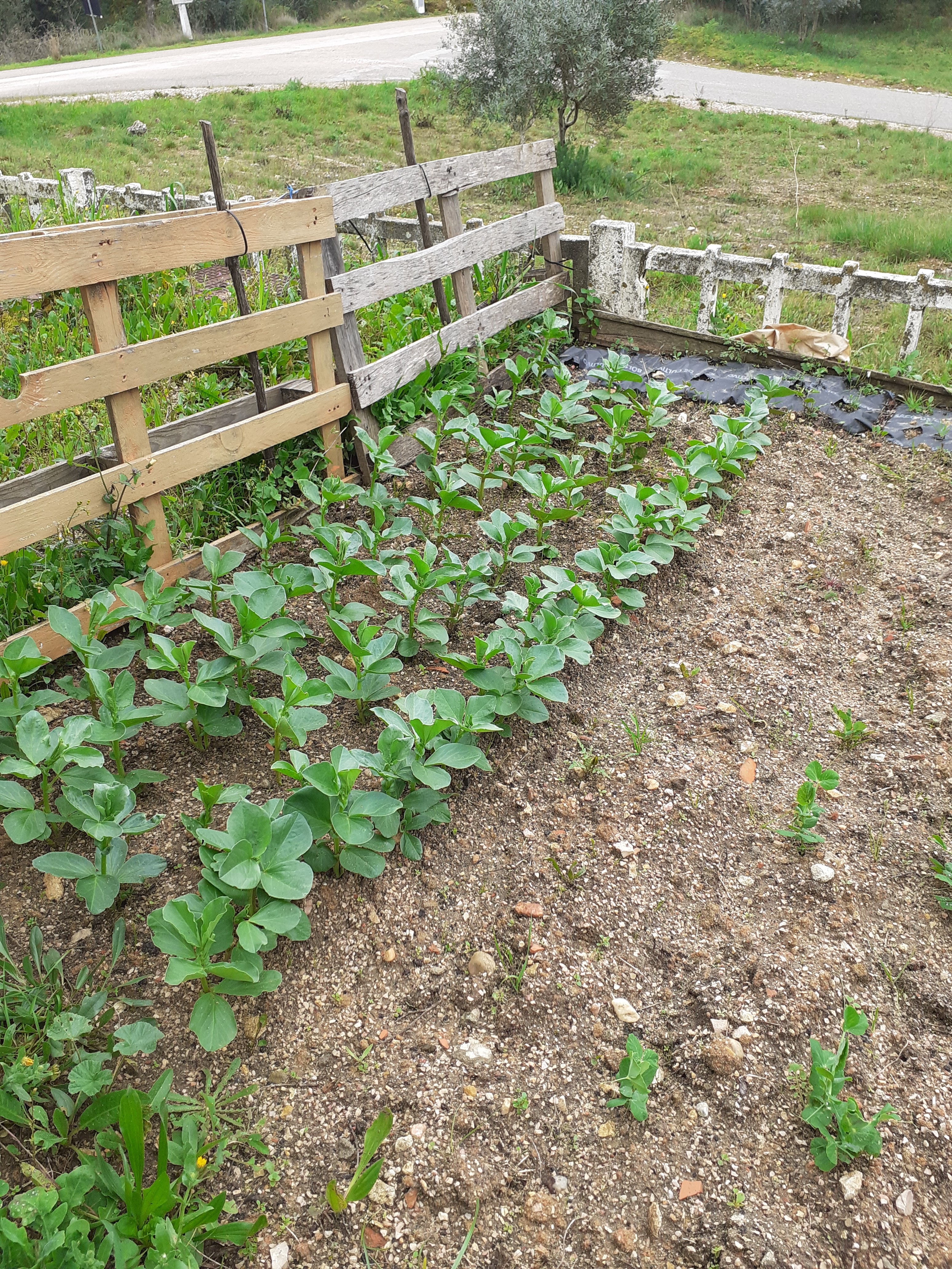 As favas da nossa horta biológica.