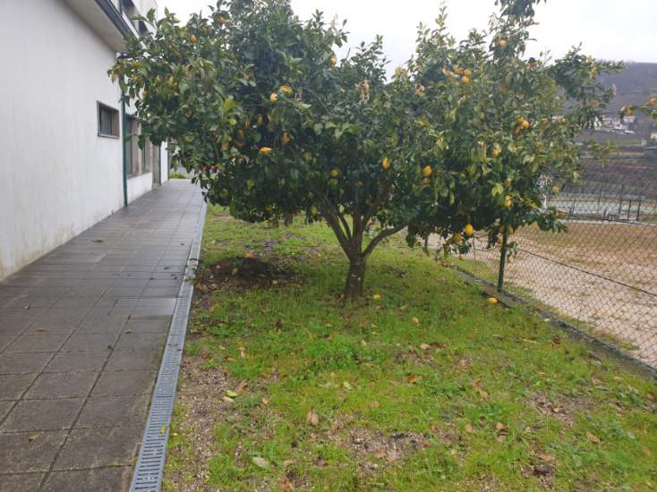 Espaço da horta e limoeiro