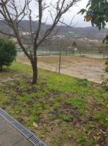 Espaço da horta e ameixoeira