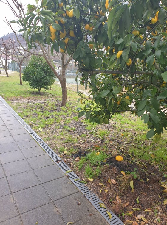Espaço da horta  e árvores de fruta