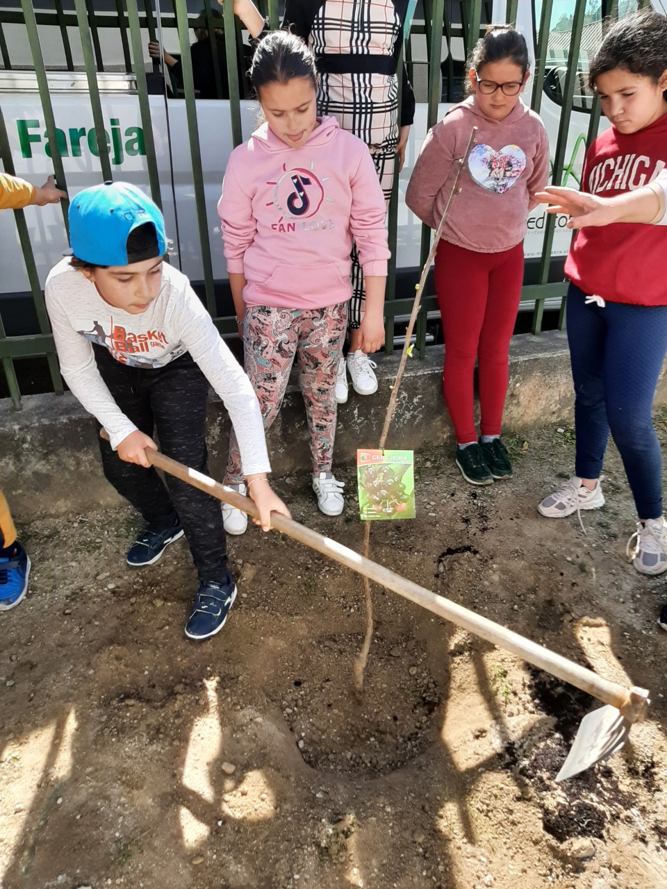 Dia da árvore
Plantação de cerejeira