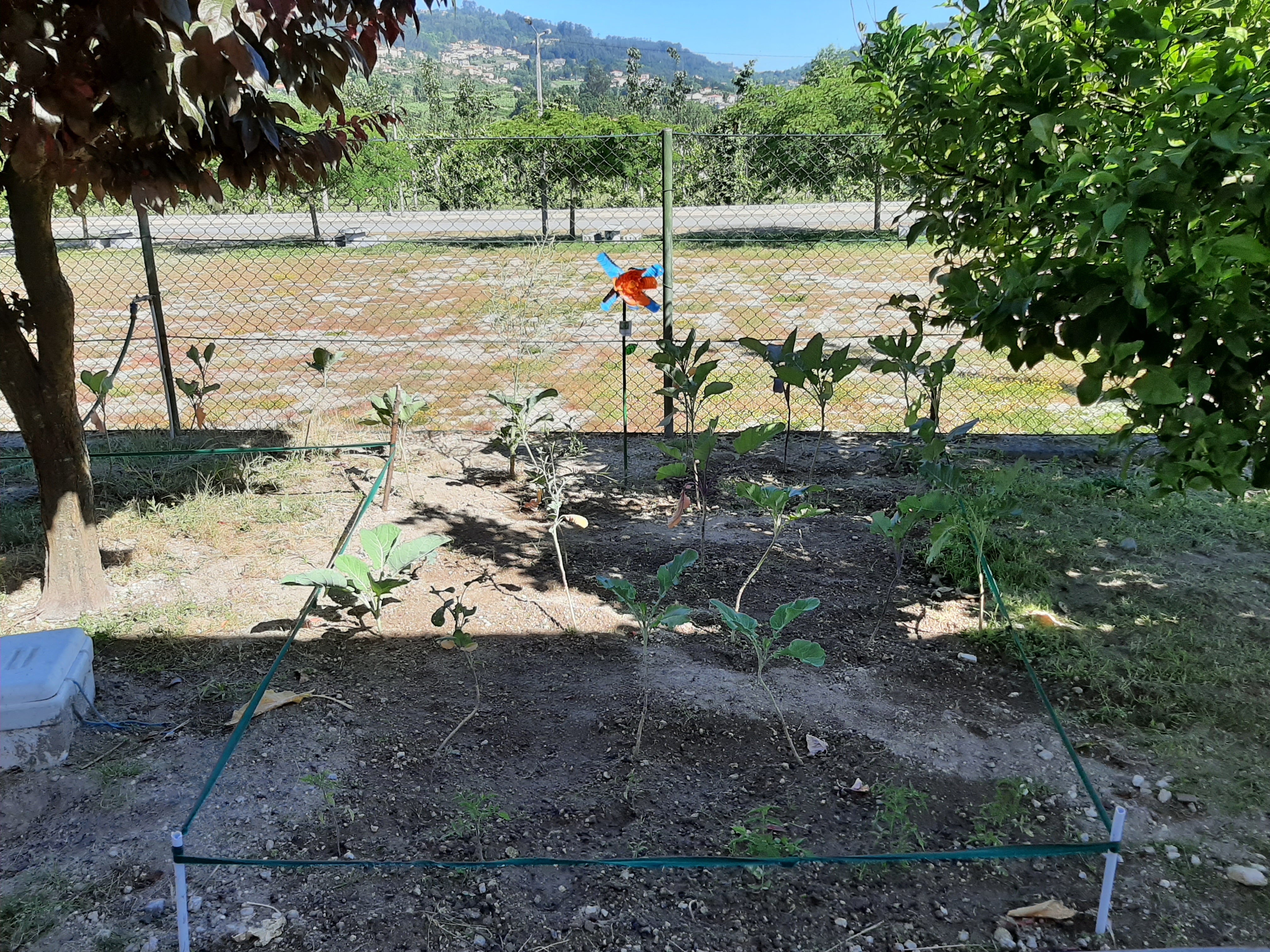Couve galega e alguns pés de tomate, canteiro entre o limoeiro e a ameixeira.