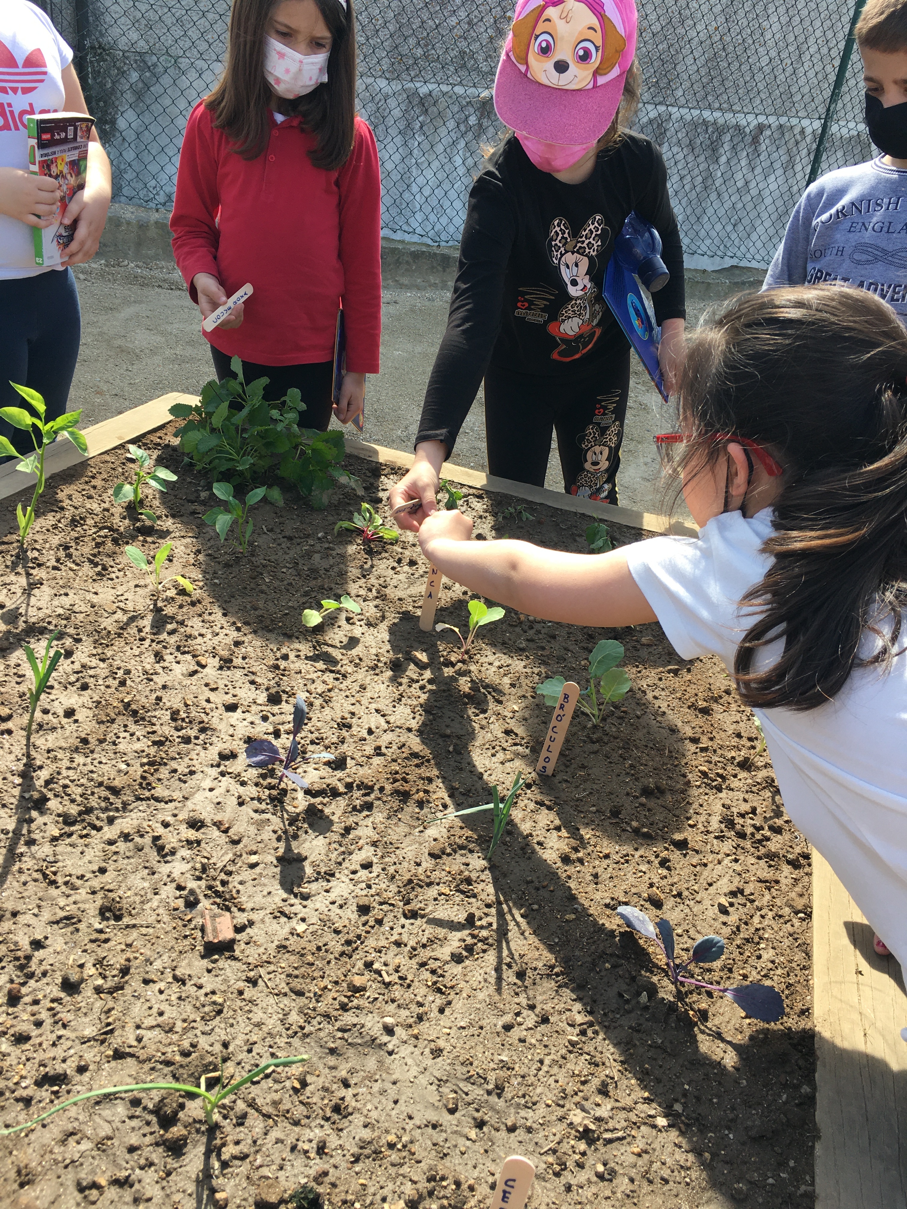 Várias culturas
Os alunos plantam e identificam os vários produtos hortícolas trazidos: alface, tomate, brócolos, cebolinho, couves, pimentos, penca, couve roxa, batatas, morangos ...