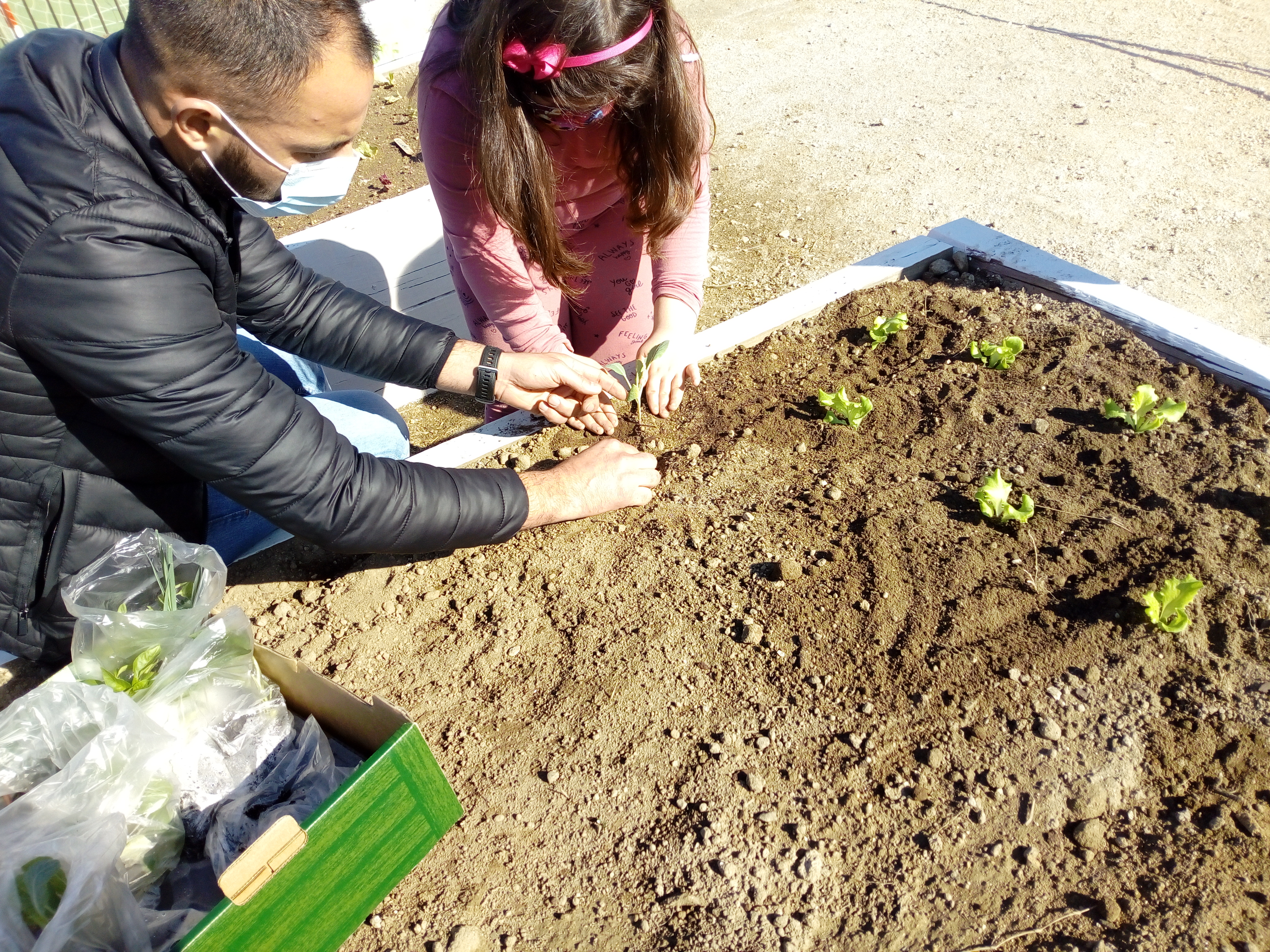 Envolvimento da comunidade escolar
Com a participação, colaboração e empenho dos pais/encarregados de educação e de toda a comunidade educativa, procedeu-se à plantação de produtos hortícolas.