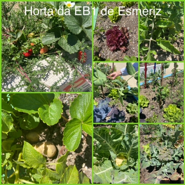 A nossa horta com variedade de culturas