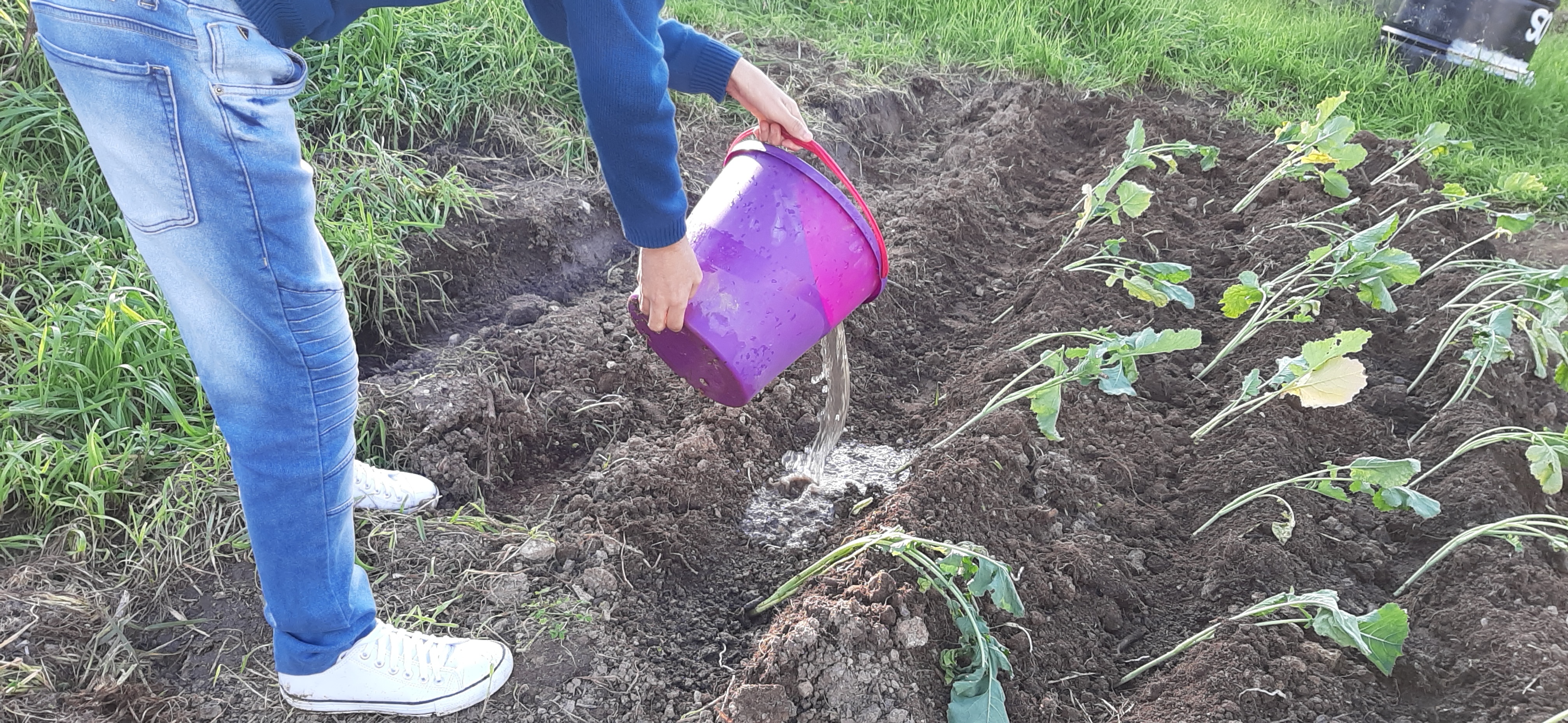 Horta Pedagógica _ Aluna a regar a horta com a água recolhida da chuva, no dia 24 de novembro
