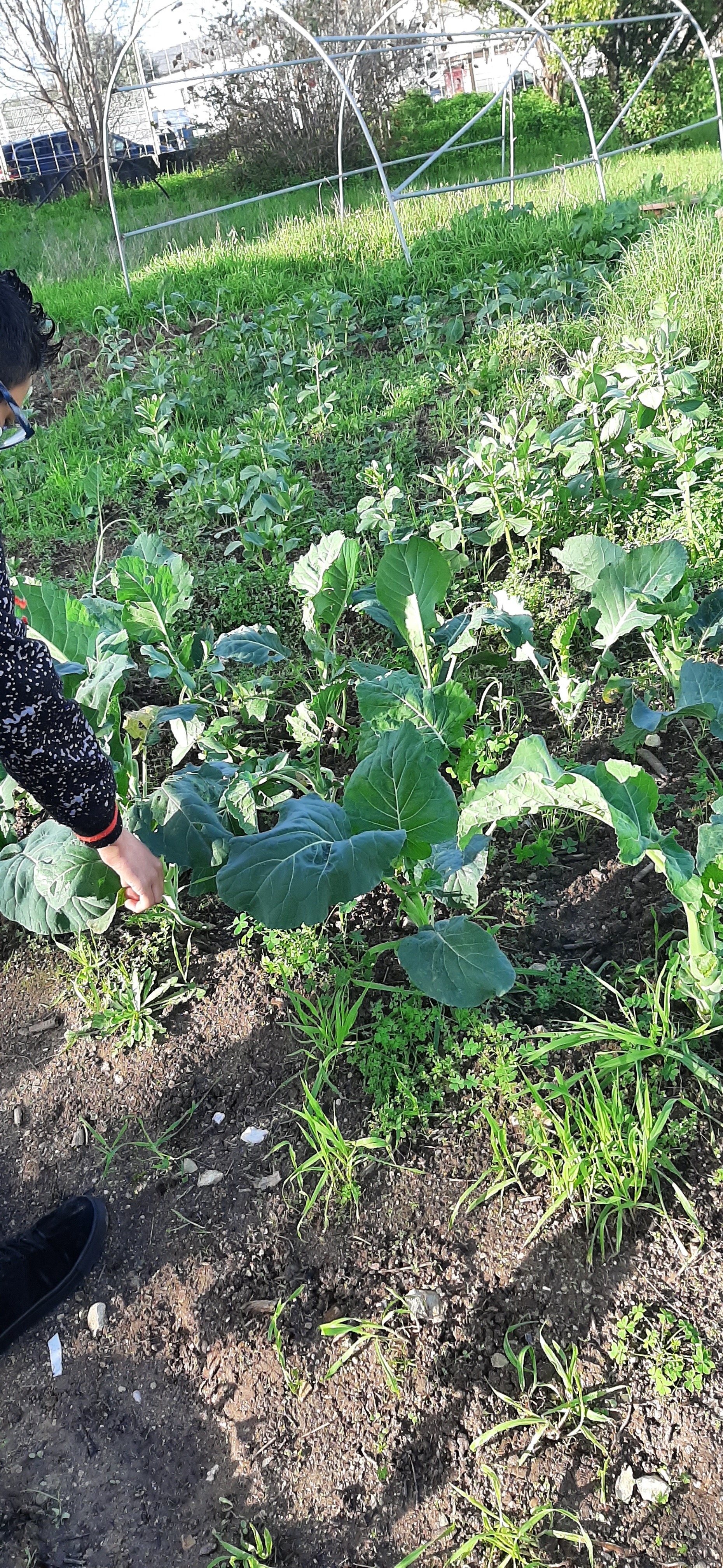 Horta Pedagógica _ Favas e couves _ 15 de dezembro