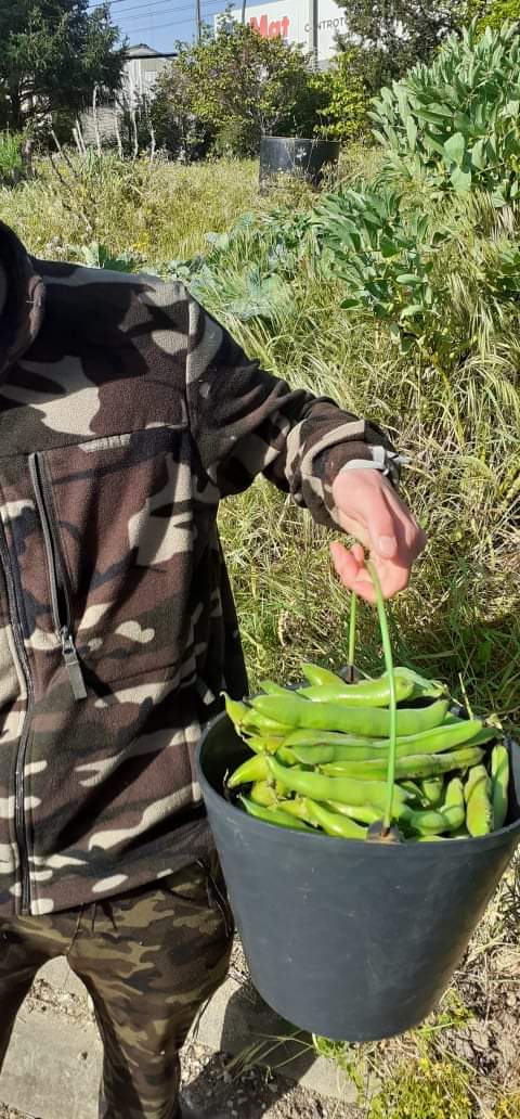Apanha de favas por um aluno do centro de apoio à aprendizagem_ Abril