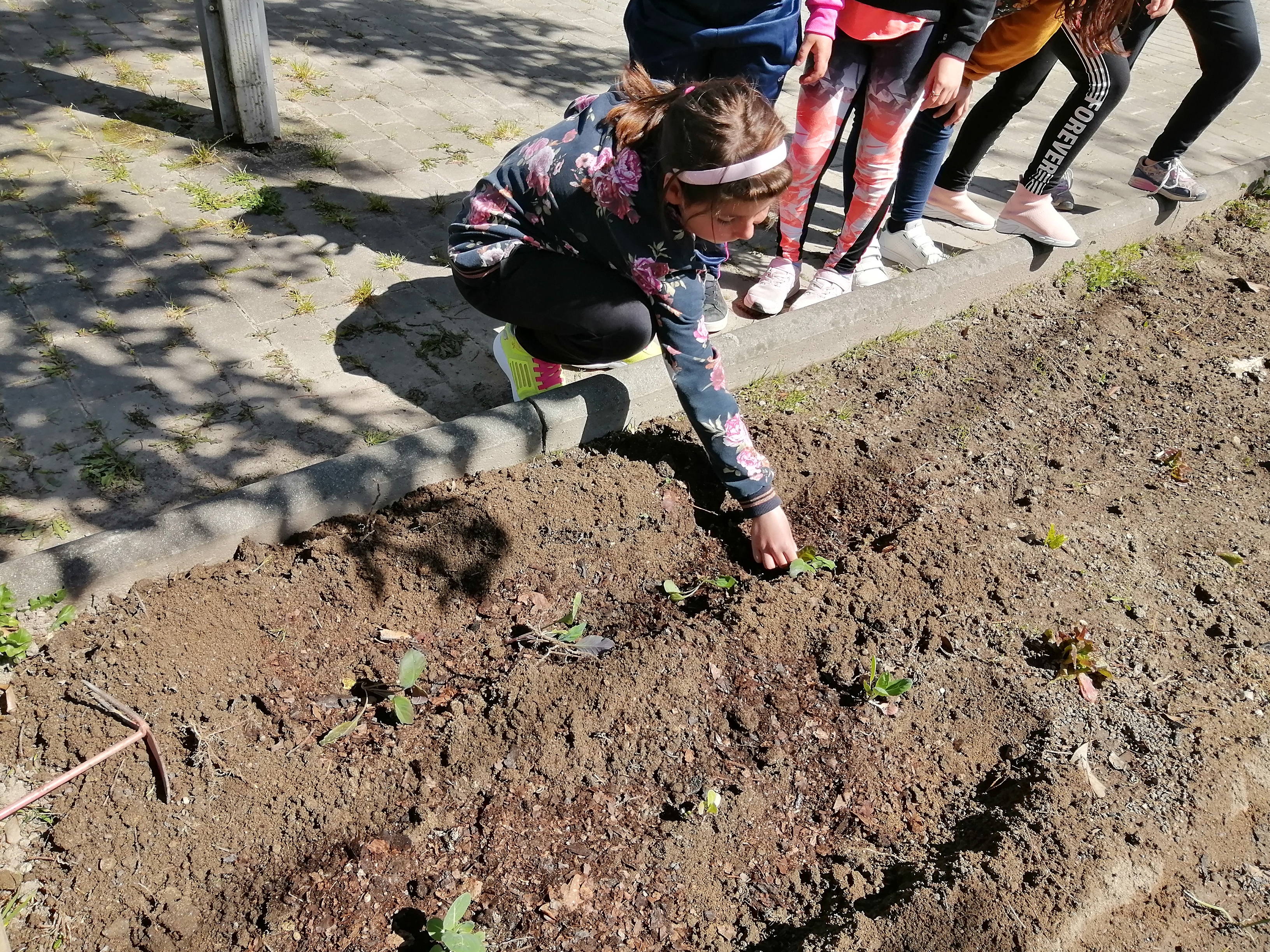 Os alunos plantaram uns "pés" de couve.