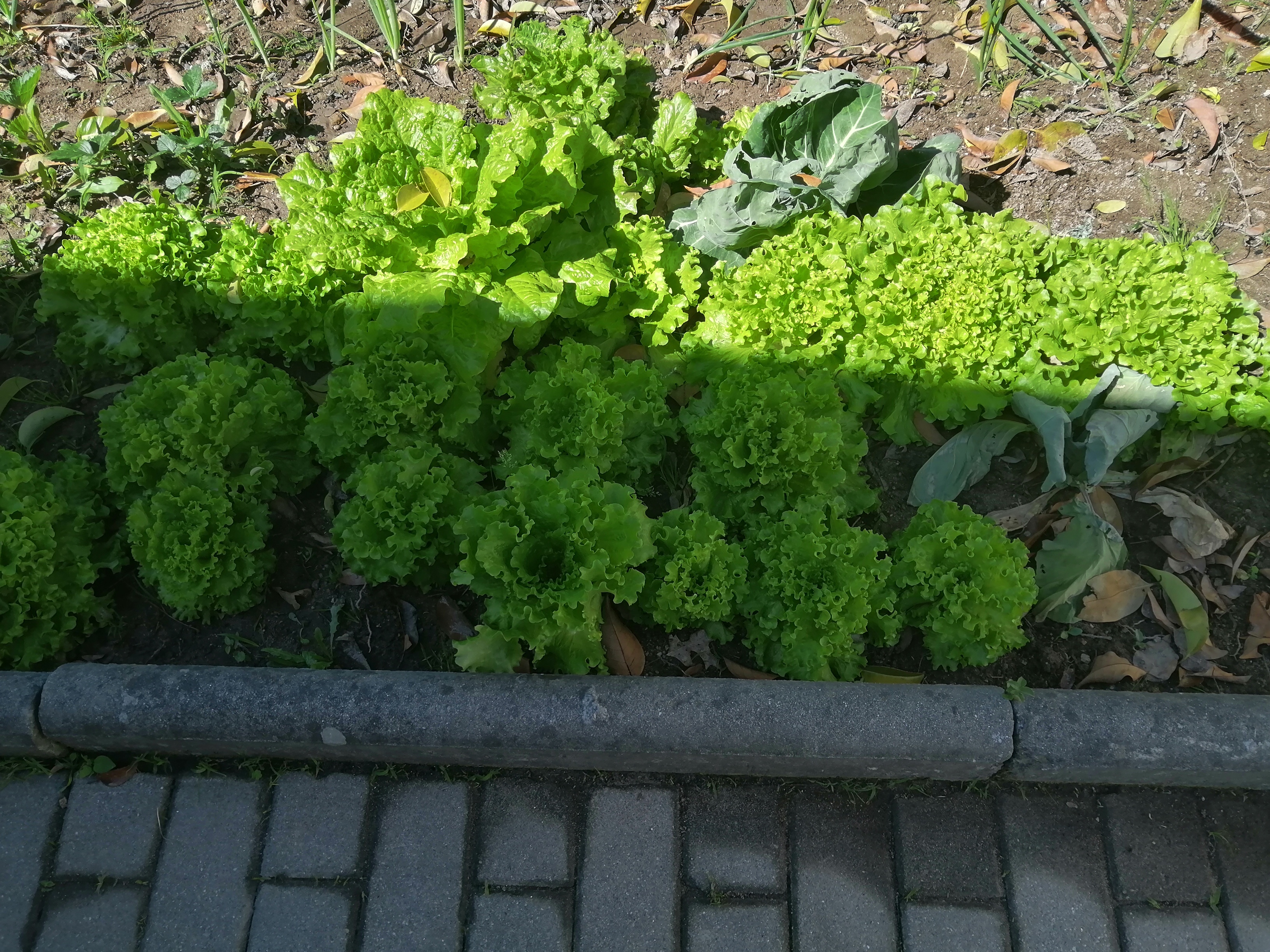 Desenvolvimento da alface plantada.