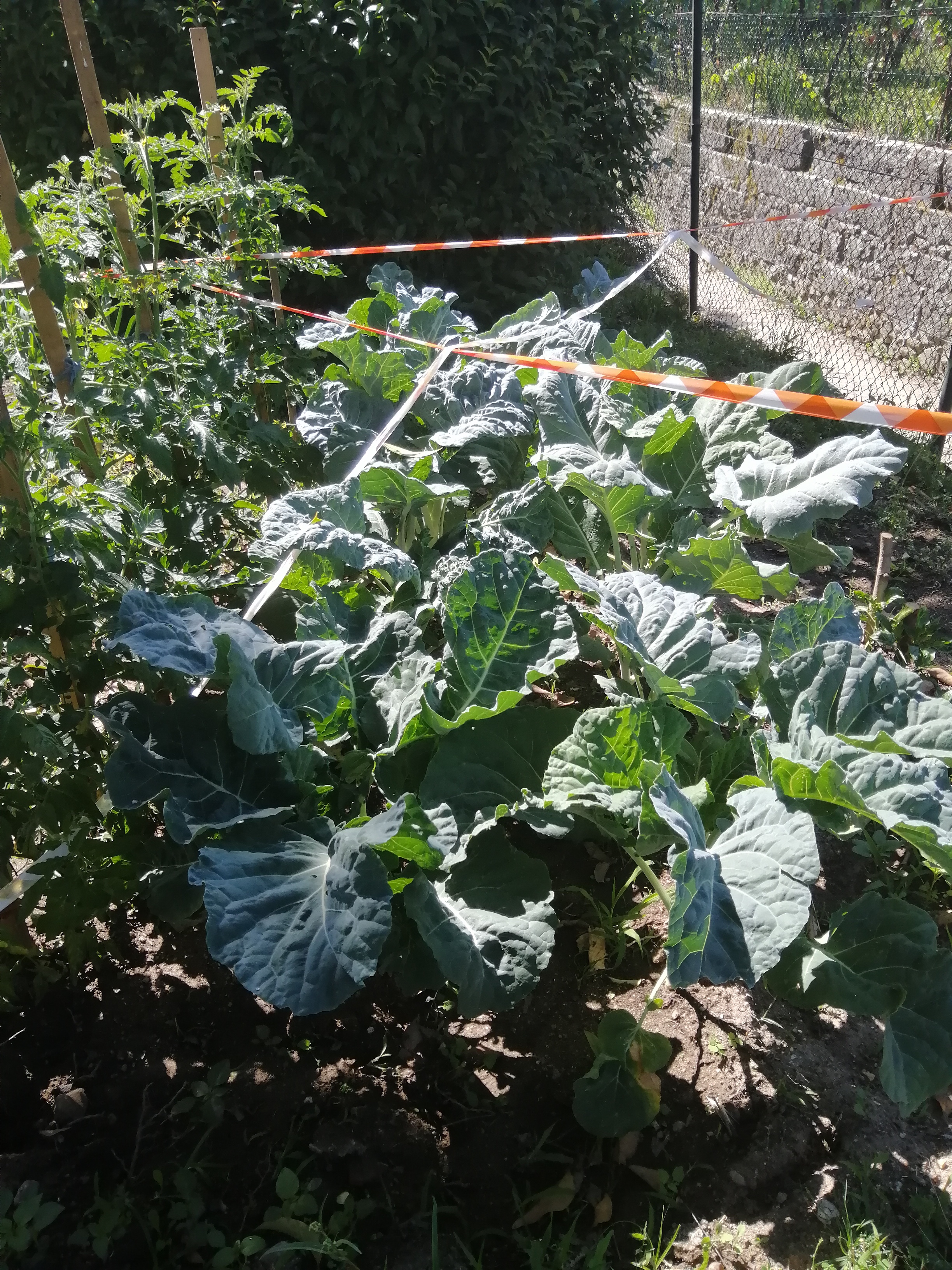 Os tomateiros, as couves e os pimentos cresceram rapidamente.