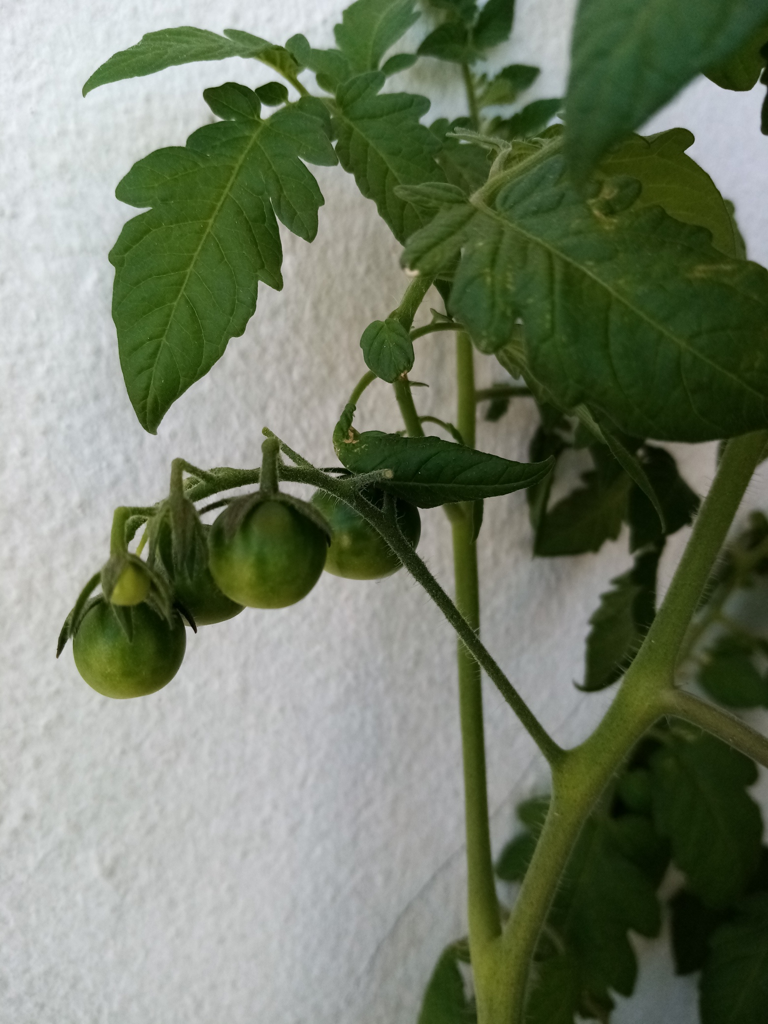 E até tivemos os nossos frutos, neste caso, o tomates.
Apesar de termos começado tarde a nossa horta, ainda tivemos de completar o ciclo da sementeira até ao fruto. Experiencia muito gratificante para os nossos alunos que cuidaram das suas plantas.