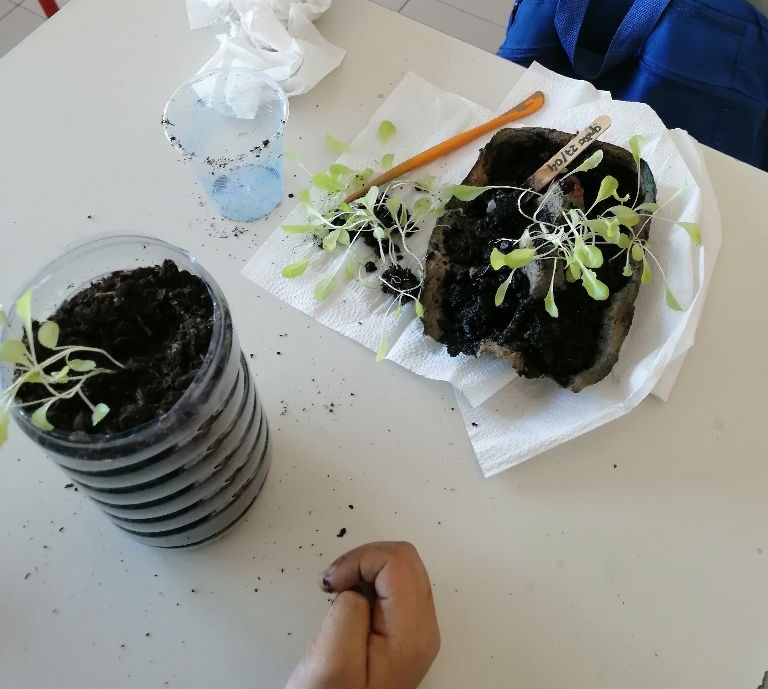 As nossas plantas precisam de espaço para crescer.