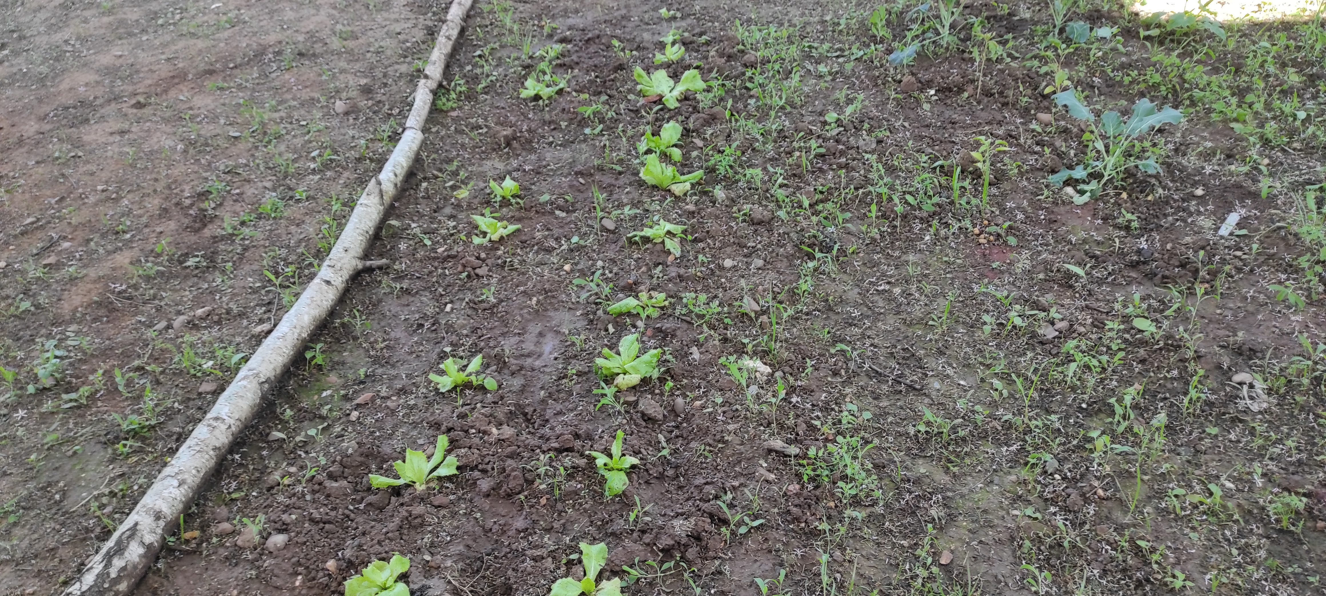 Maio - Plantas em crescimento