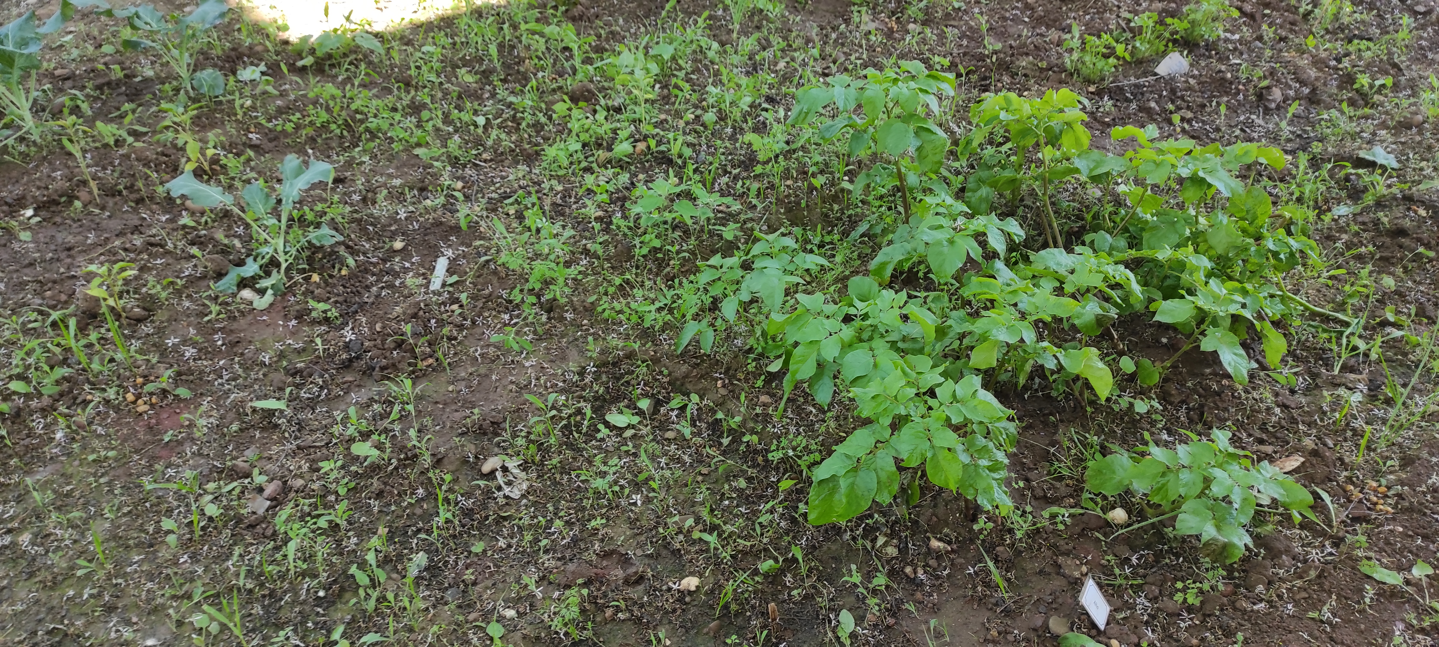 Maio - Plantas em crescimento