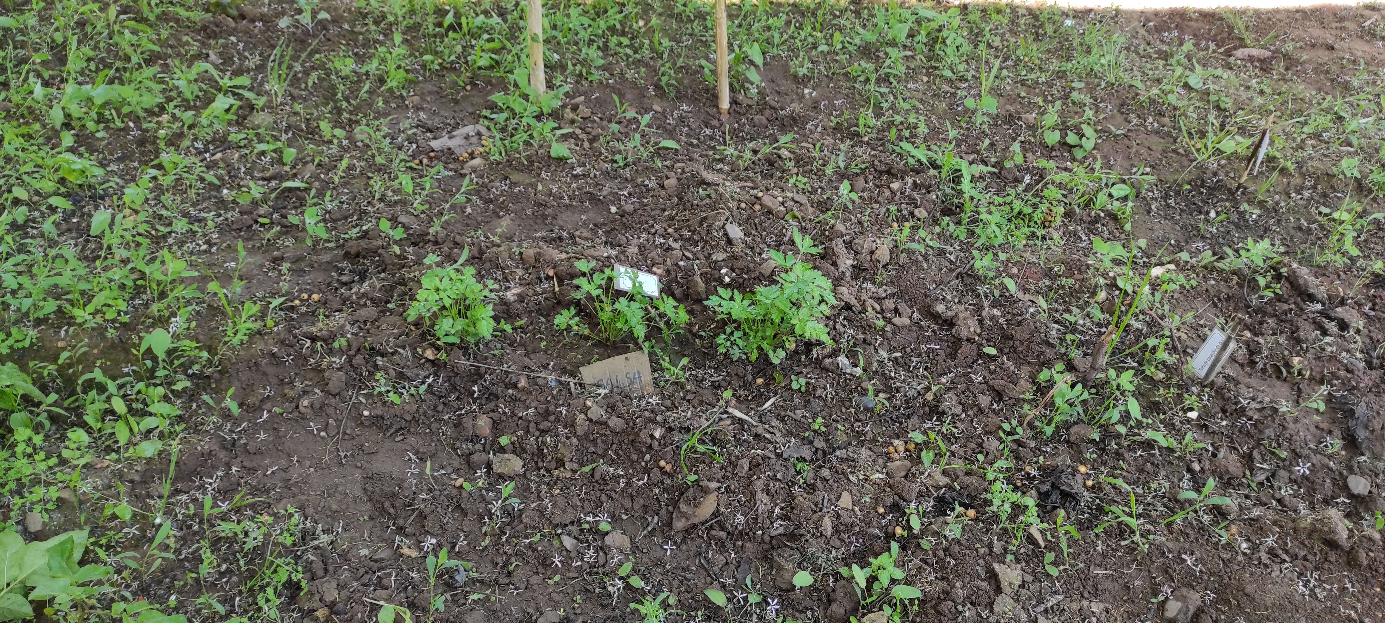 Maio - Plantas em crescimento