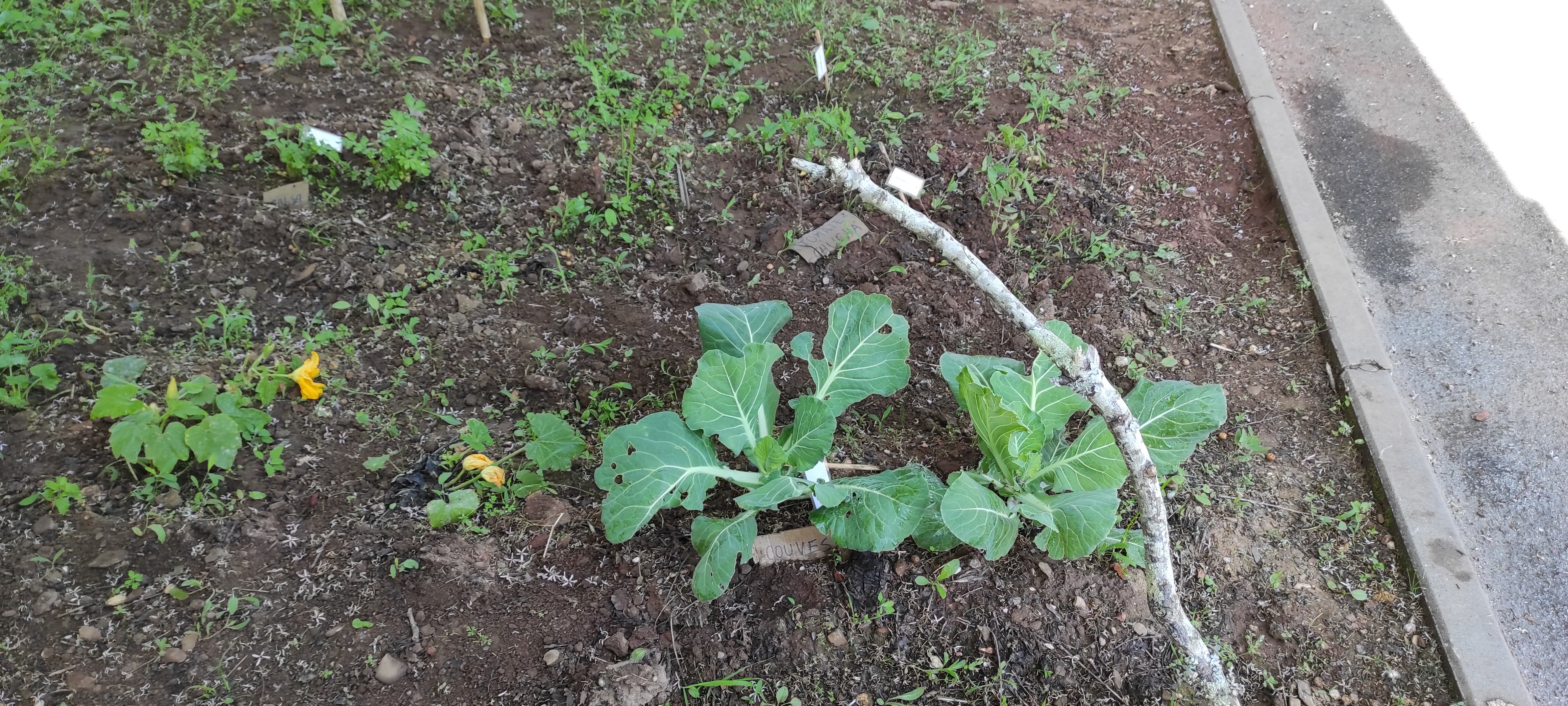 Maio - Plantas em crescimento
