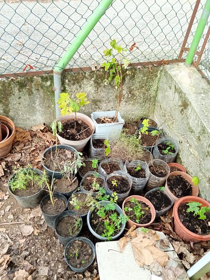 plantação de ervas aromáticas e carvalhos em vasos