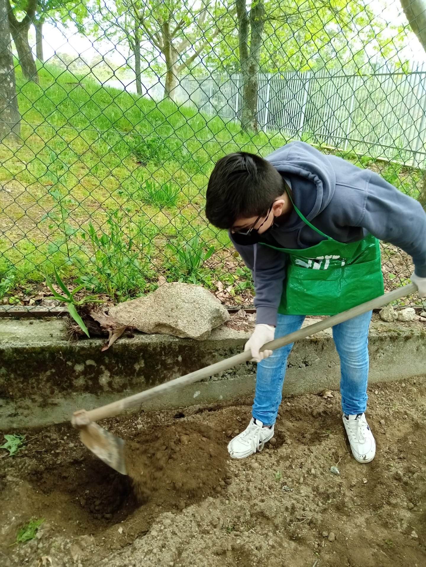 sementeira de cenouras