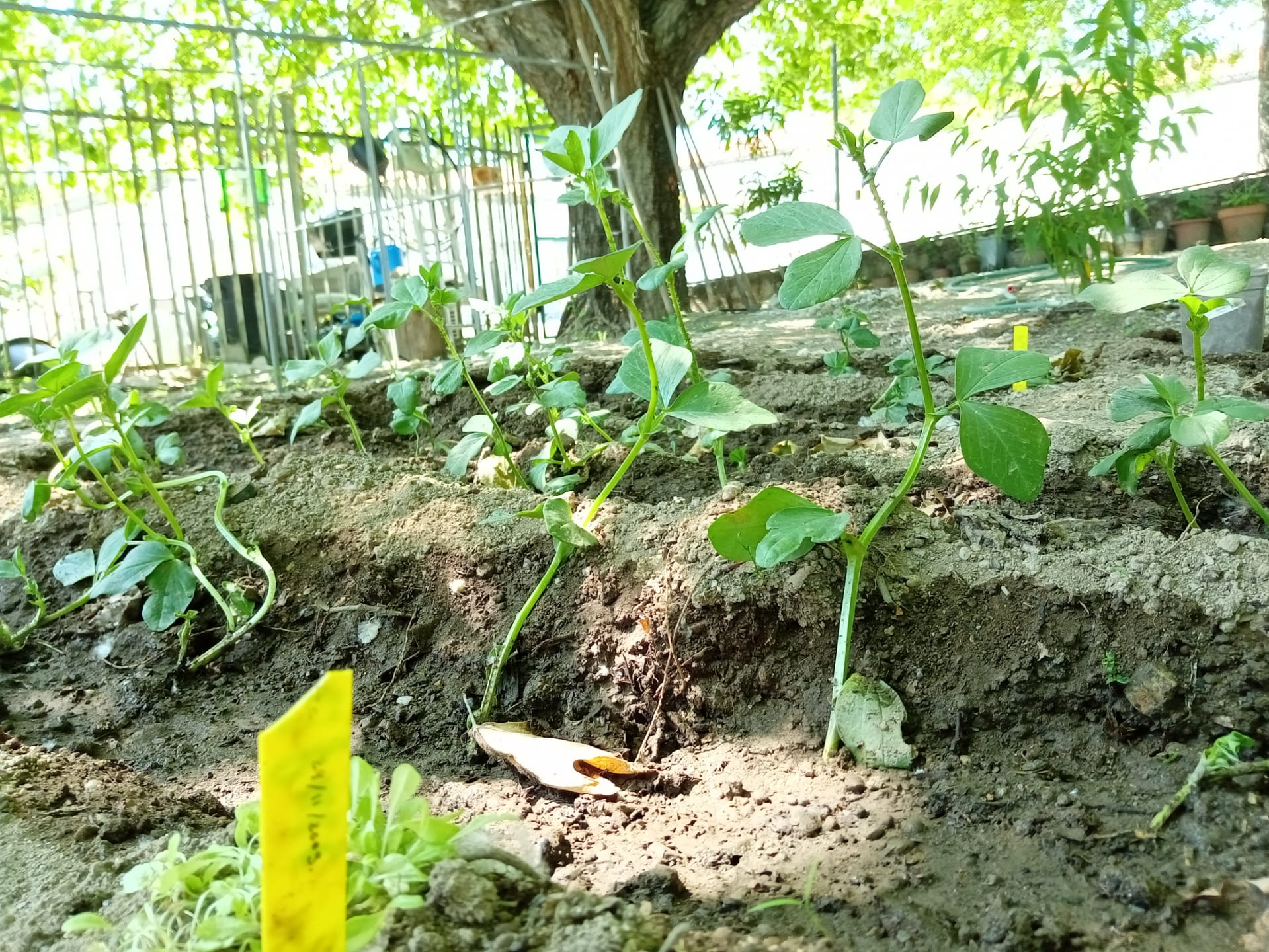 favas e curgetes